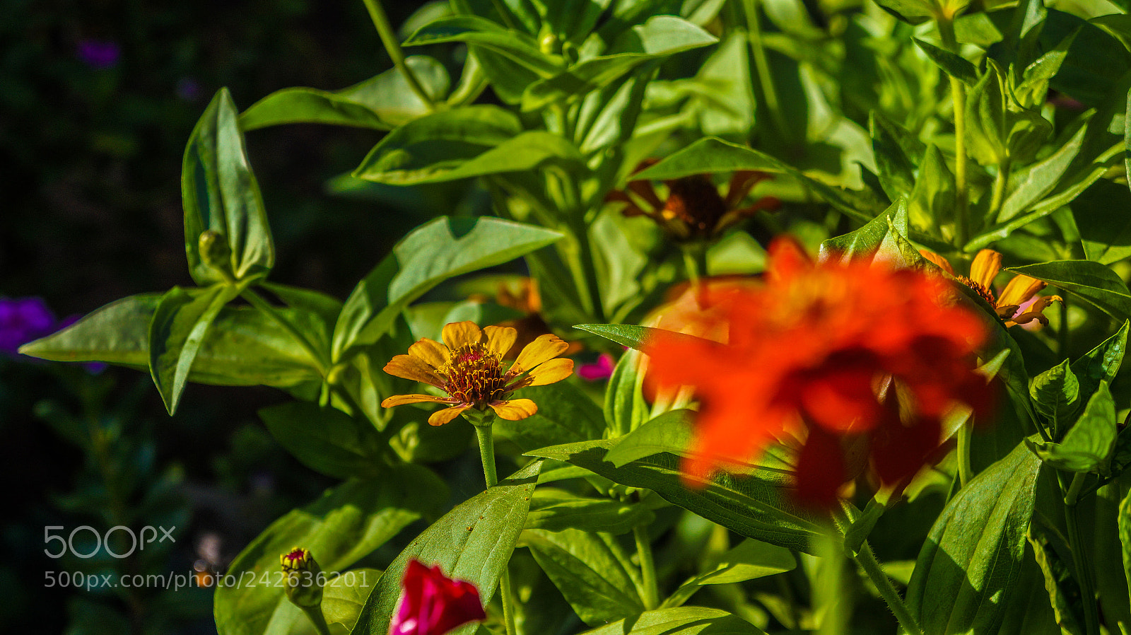 Sony Alpha a3000 sample photo. Untitled photography