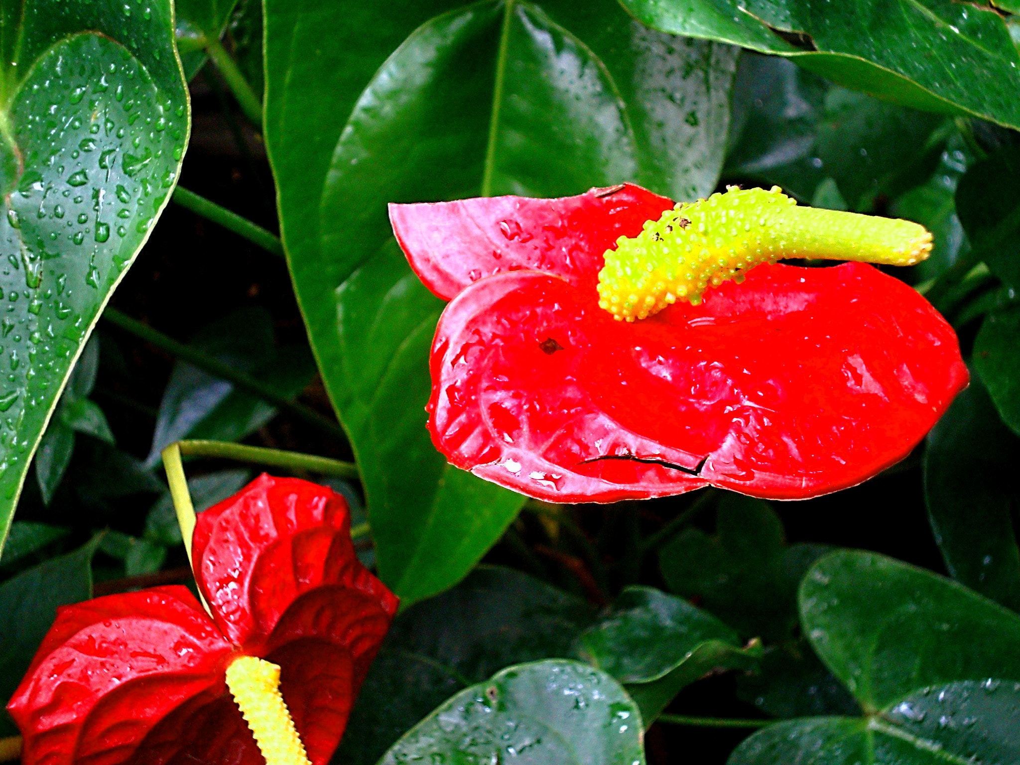 Sony Cyber-shot DSC-W230 sample photo. Anthurium photography