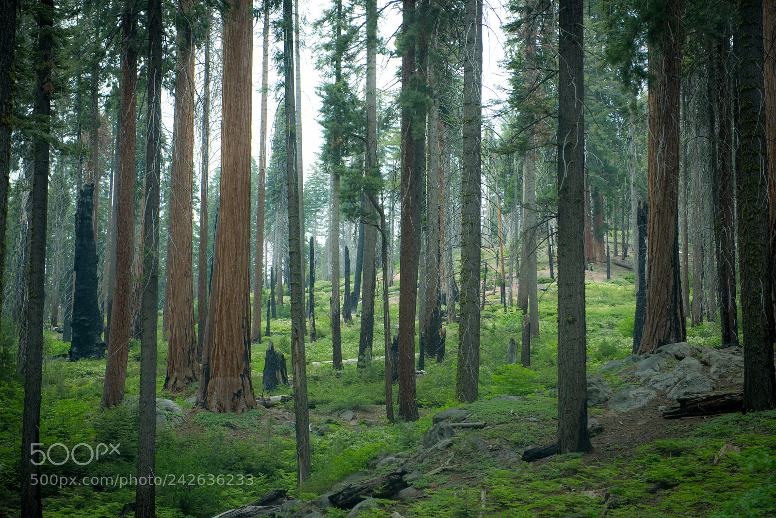 Nikon D610 sample photo. Sequoia national park photography