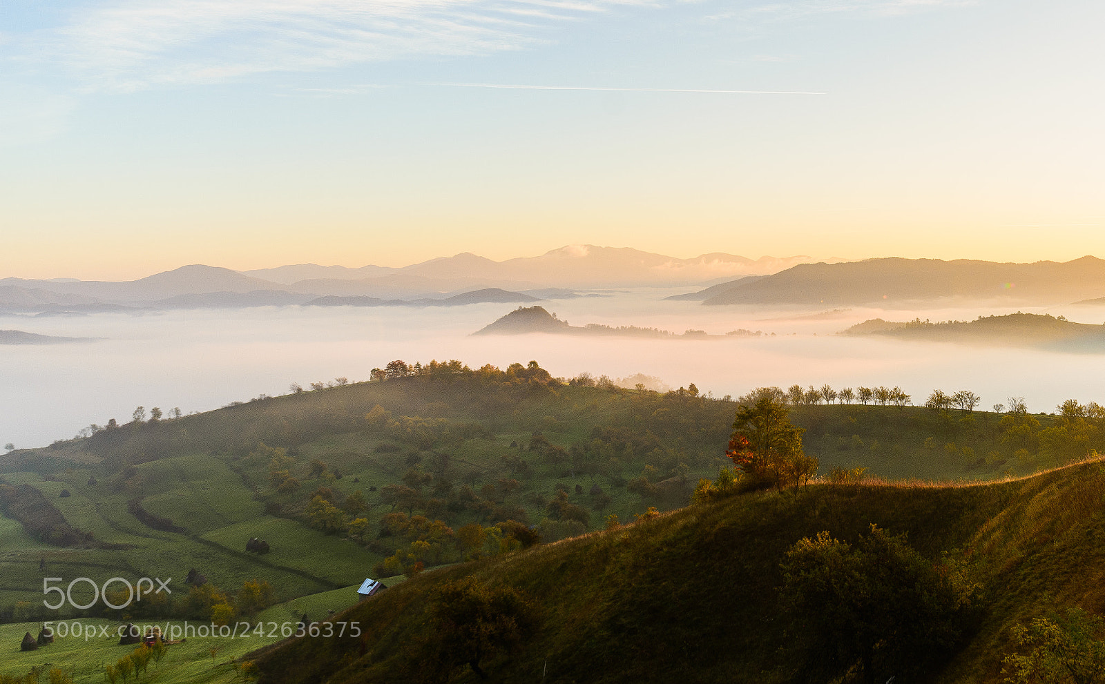 Nikon D610 sample photo. Foggy autumn photography