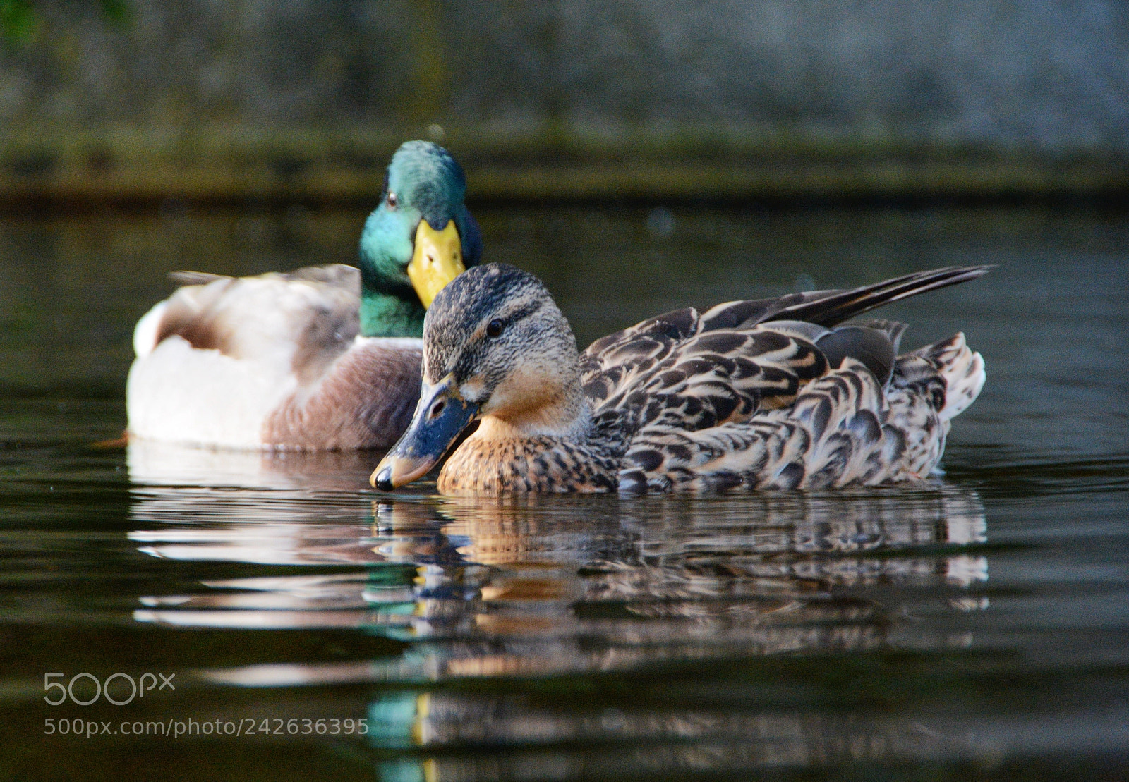 Nikon D7100 sample photo. Enten in zweisamkeit photography