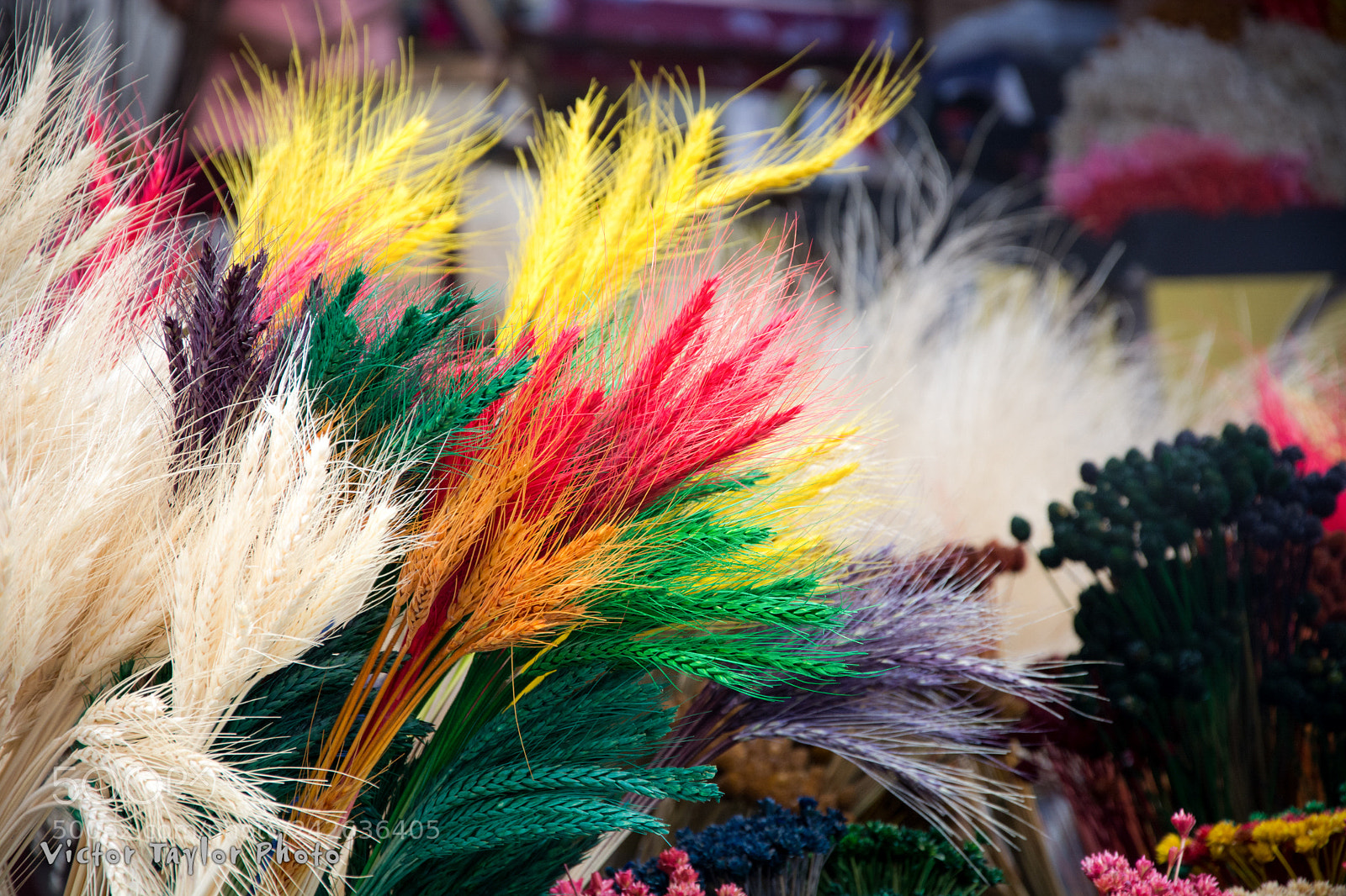 Nikon D7100 sample photo. Wheat in colors photography