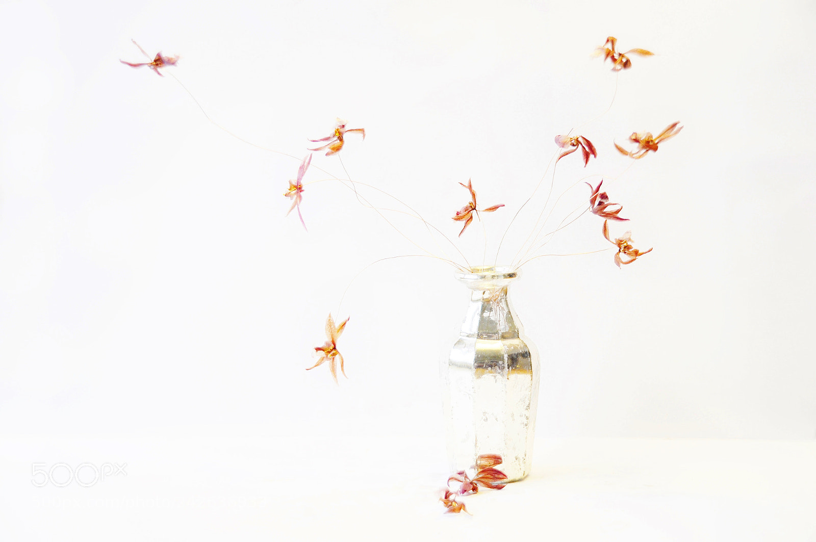 Nikon D90 sample photo. ...dried flowers photography