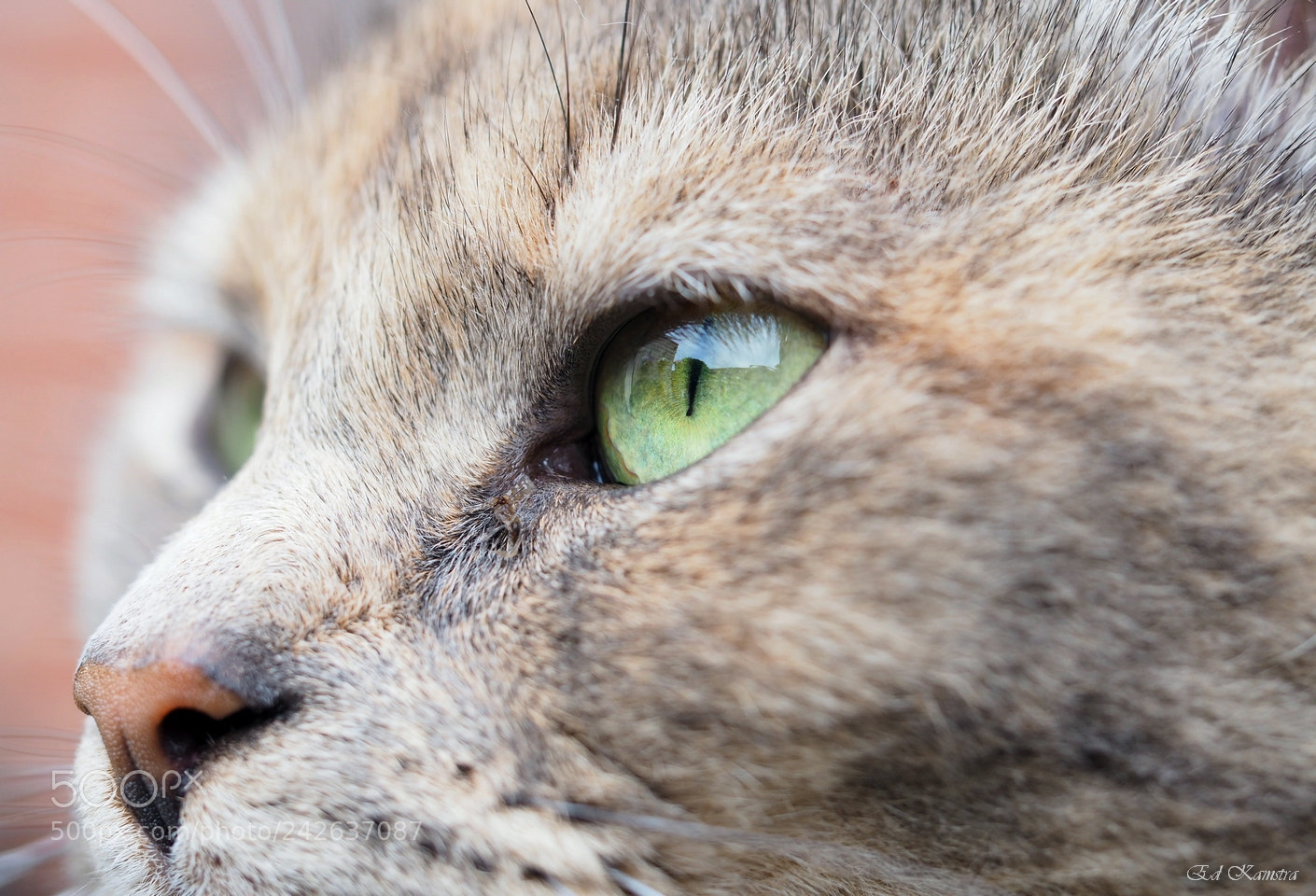 Olympus OM-D E-M10 II sample photo. Green eye photography