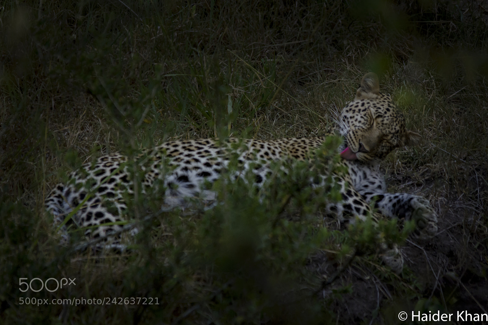 Nikon D7100 sample photo. The elusive mara leopard photography