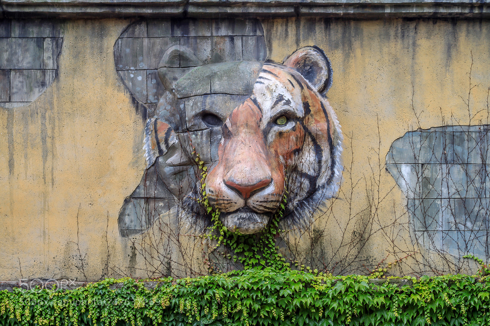 Canon EOS 500D (EOS Rebel T1i / EOS Kiss X3) sample photo. The lion photography