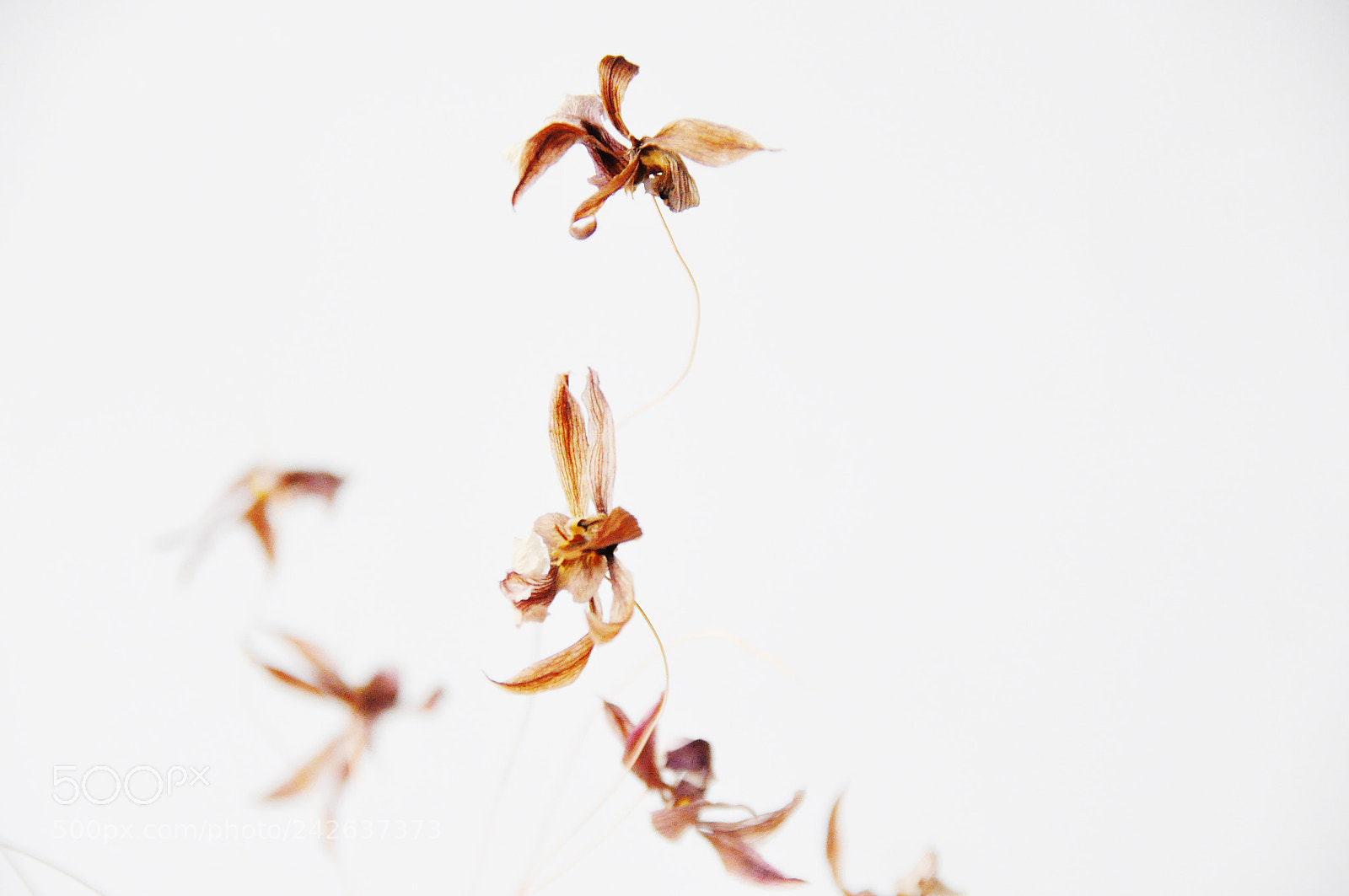 Nikon D90 sample photo. ....orchids photography