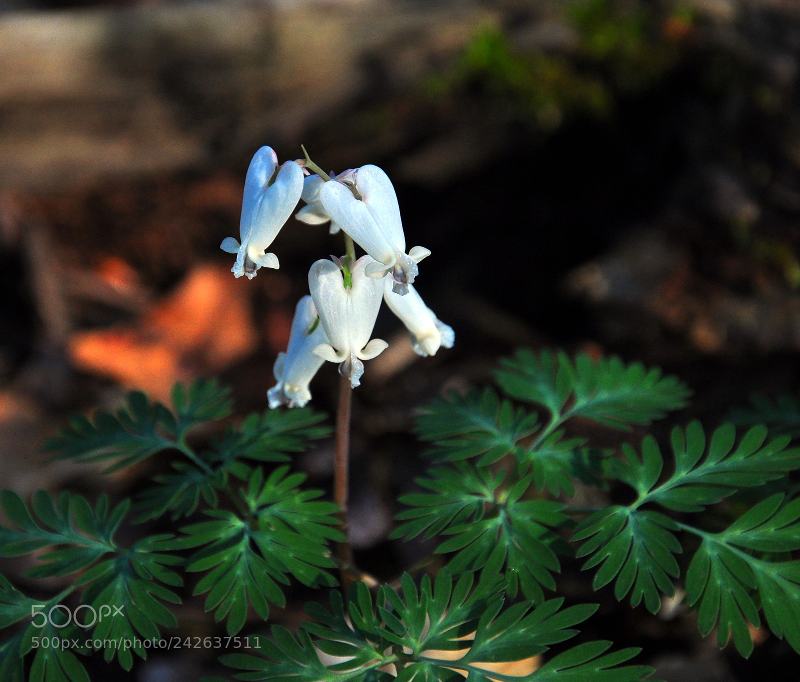 Nikon D90 sample photo. Is it spring yet photography