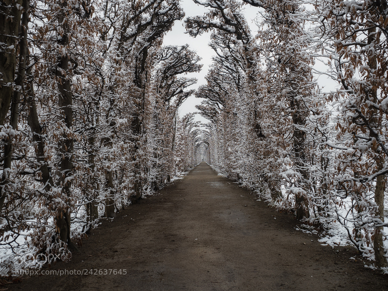 Olympus OM-D E-M5 II sample photo. Winter tunnel photography