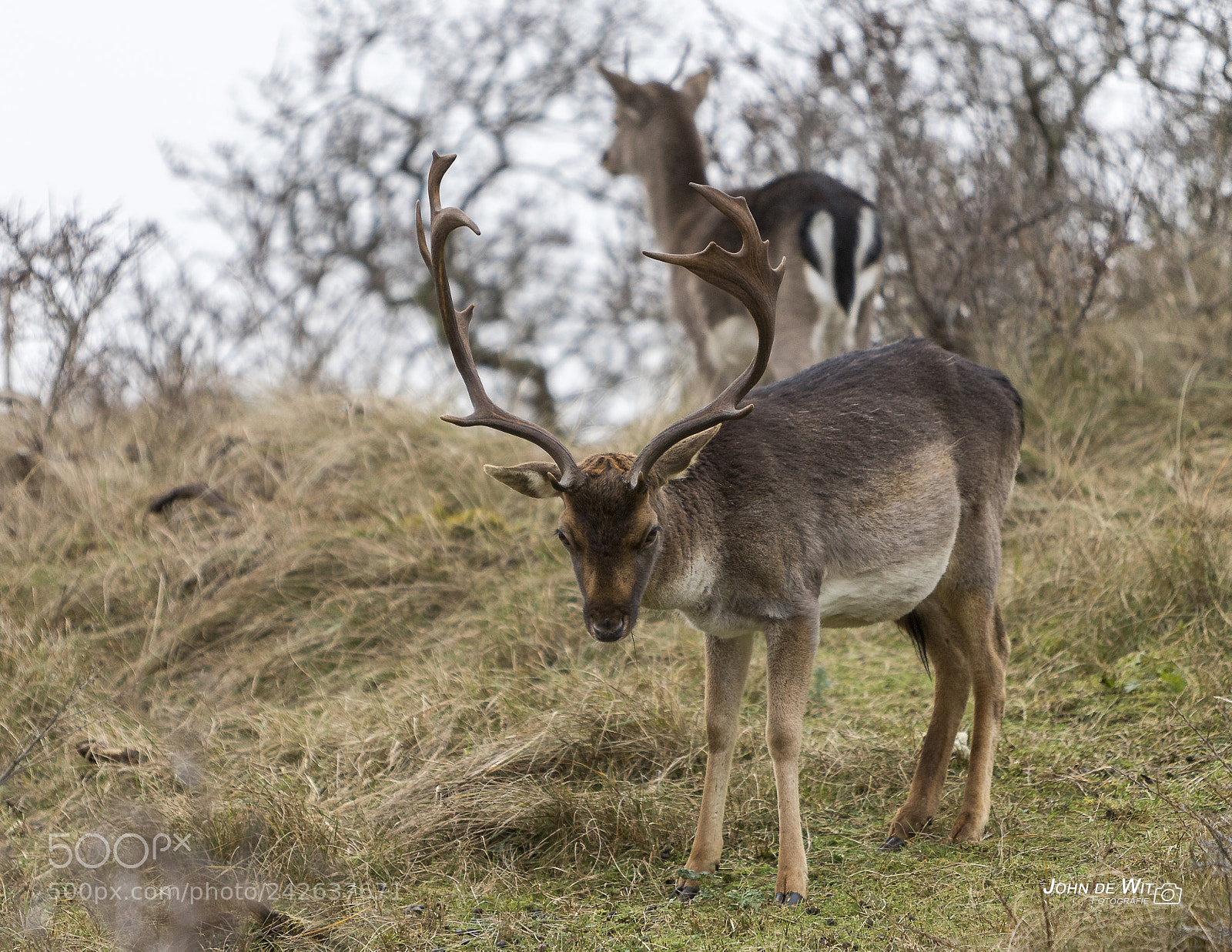 Canon EOS 6D Mark II sample photo. Just a deer..... photography