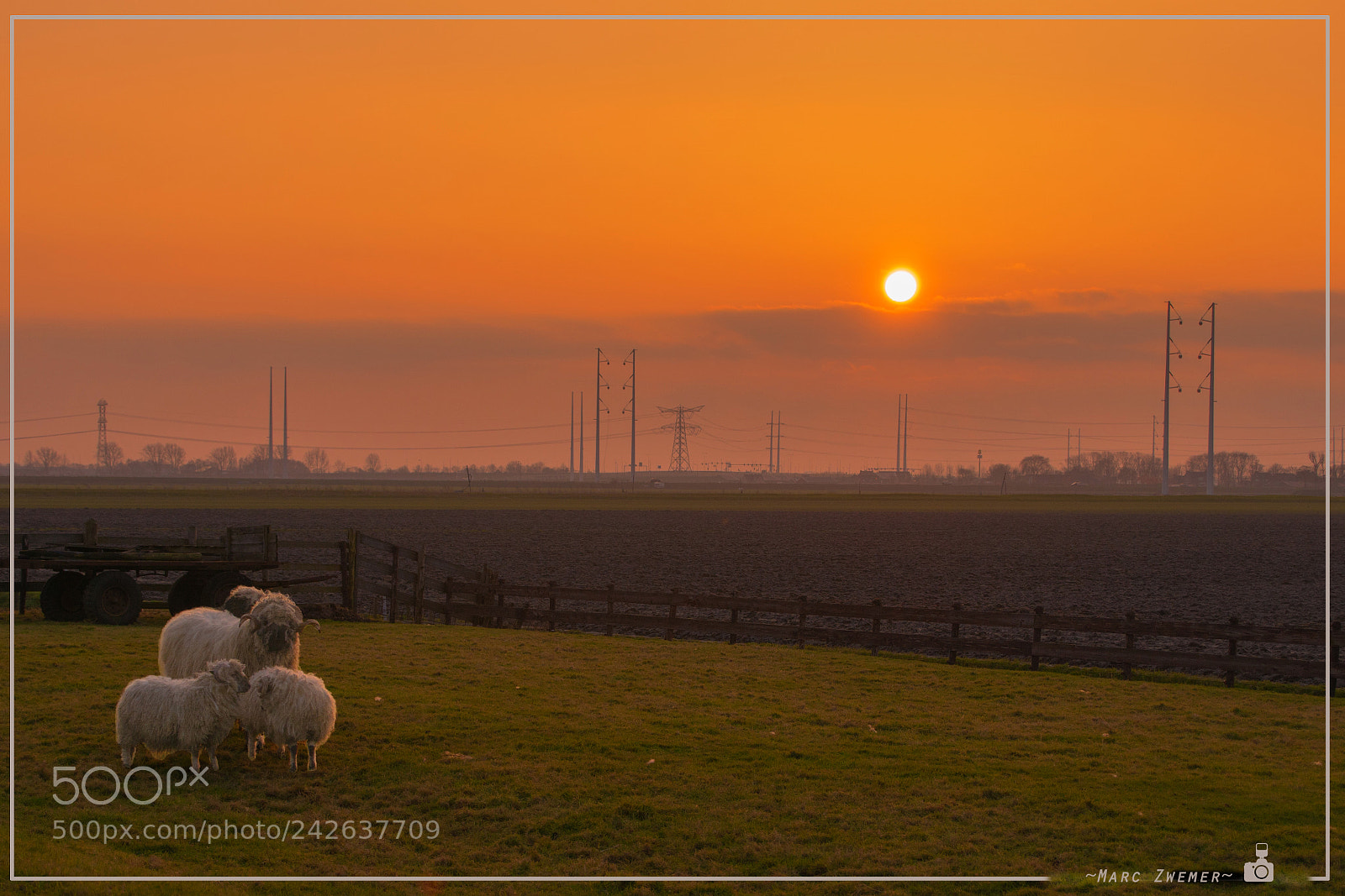 Sony ILCA-77M2 sample photo. Sunset at the sheep photography