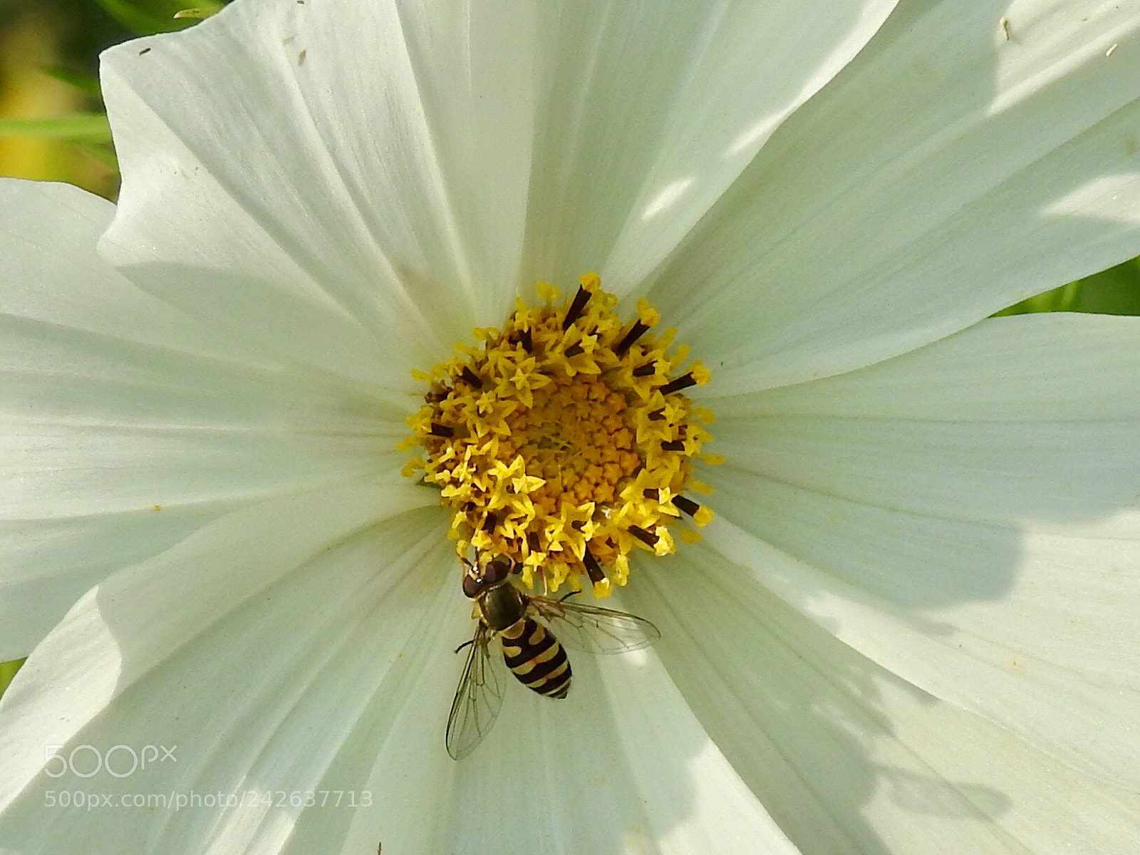 Nikon Coolpix P900 sample photo. Cosmea....? photography