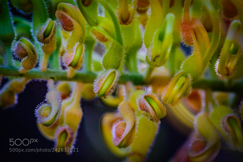 Nikon D7200 sample photo. Delicate beauty photography