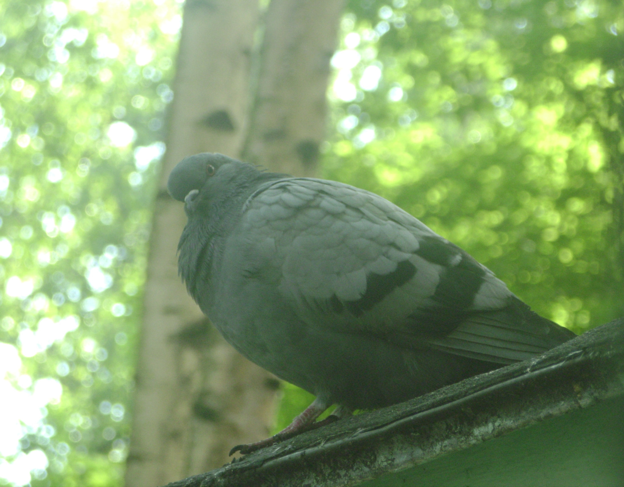 Sony DSC-S800 sample photo. Fat pigeon photography