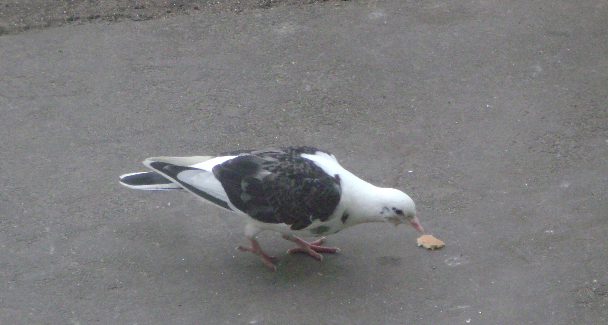 Sony DSC-S800 sample photo. Pigeon photography