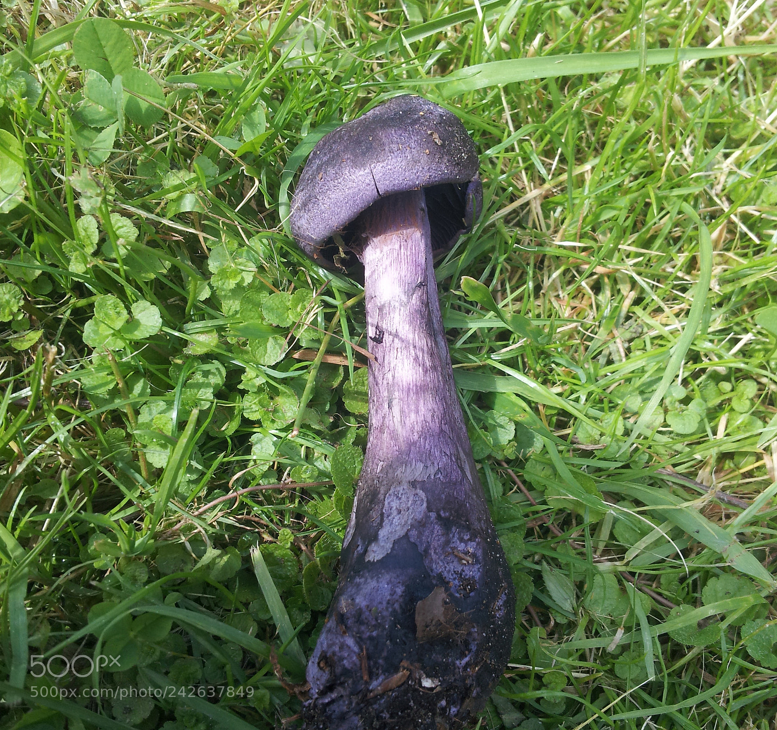 Samsung Galaxy S2 sample photo. Cortinarius violaceus photography
