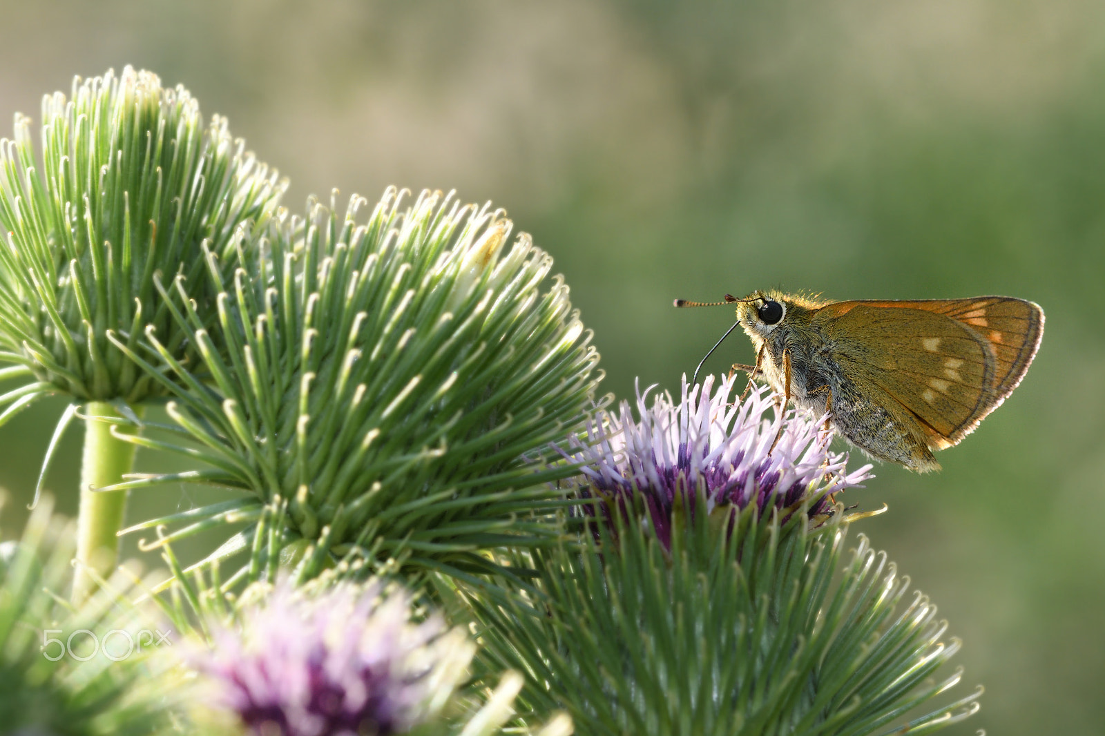 Nikon AF-S Micro-Nikkor 105mm F2.8G IF-ED VR sample photo. Little butterfly photography