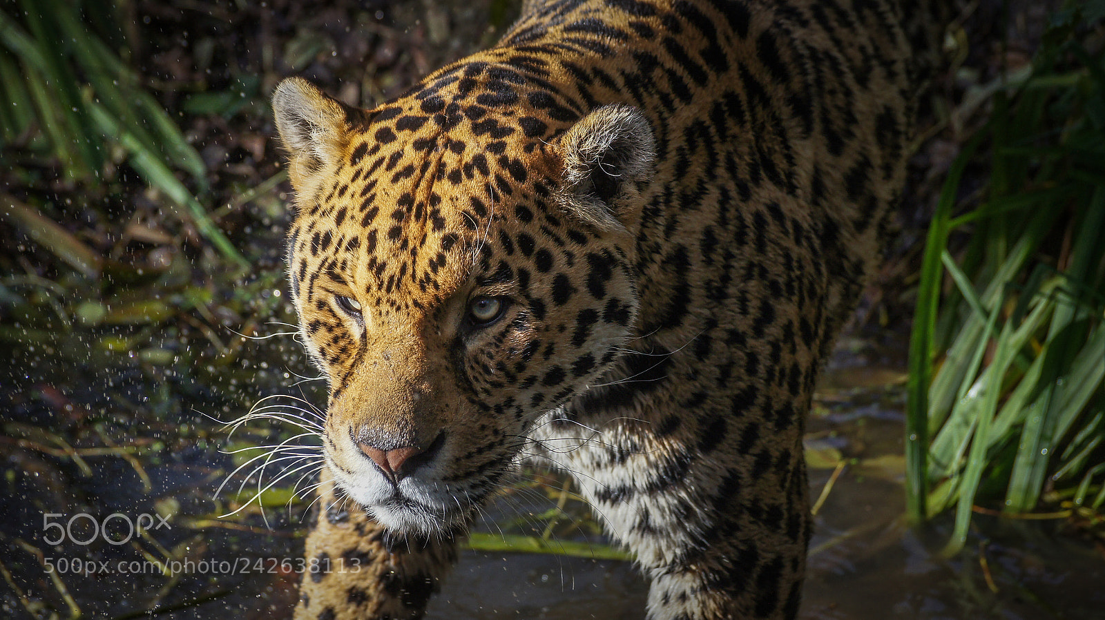 Sony SLT-A33 sample photo. Jaguar photography