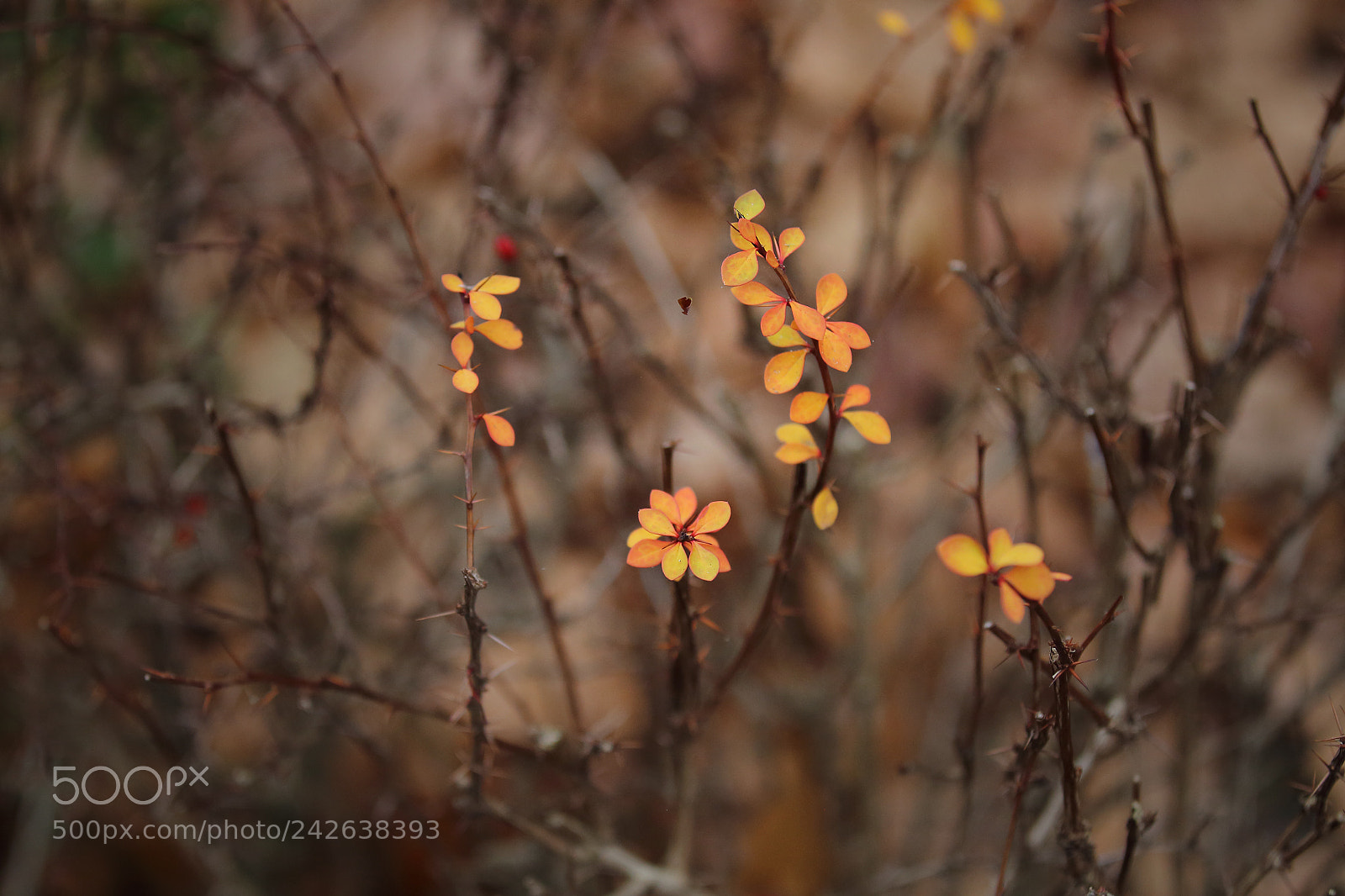 Canon EOS-1D Mark IV sample photo. Winter colours photography