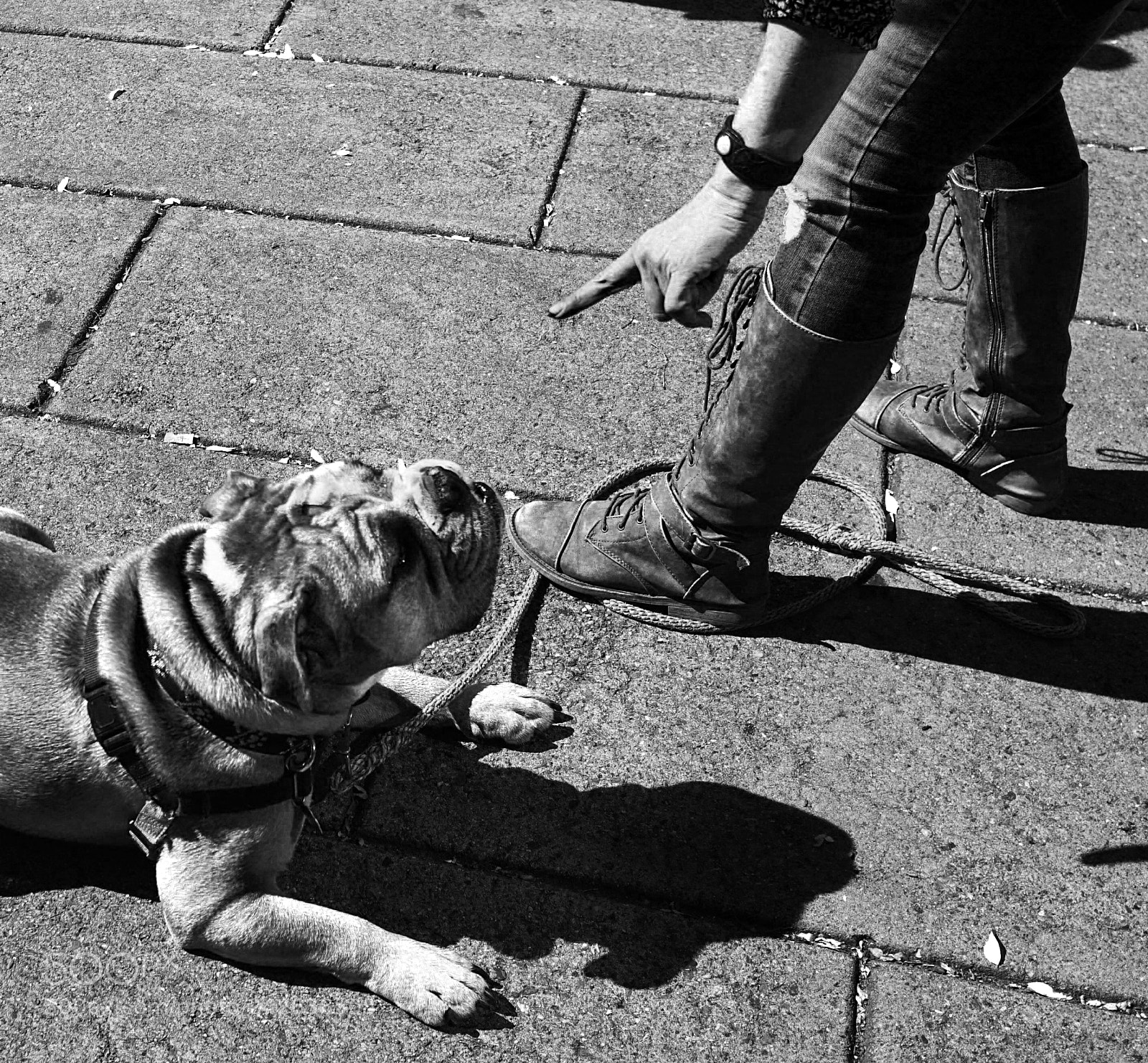 Sony a6500 sample photo. A dog taking orders photography