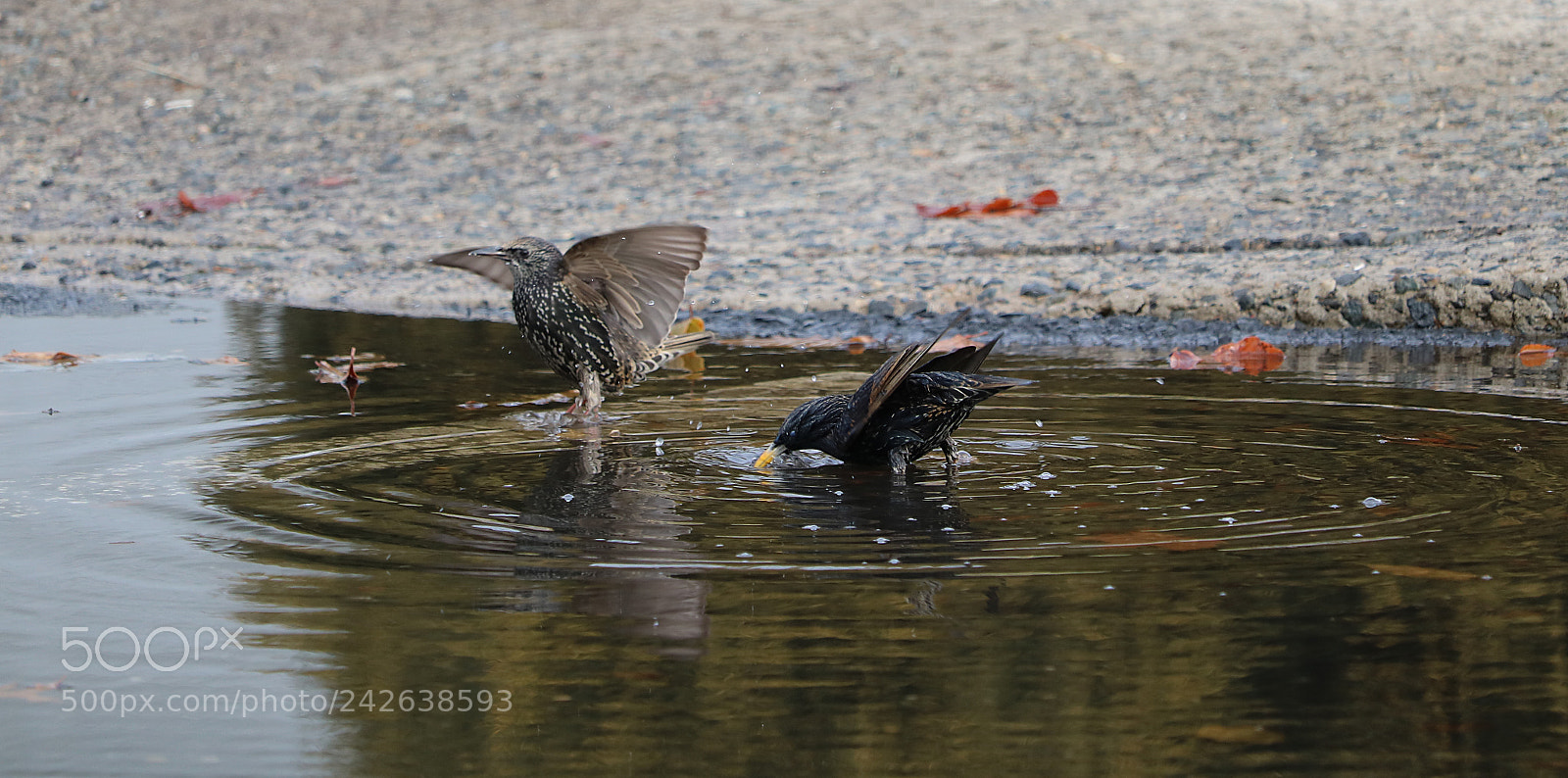 Canon EOS 750D (EOS Rebel T6i / EOS Kiss X8i) sample photo. Birds in a natural photography