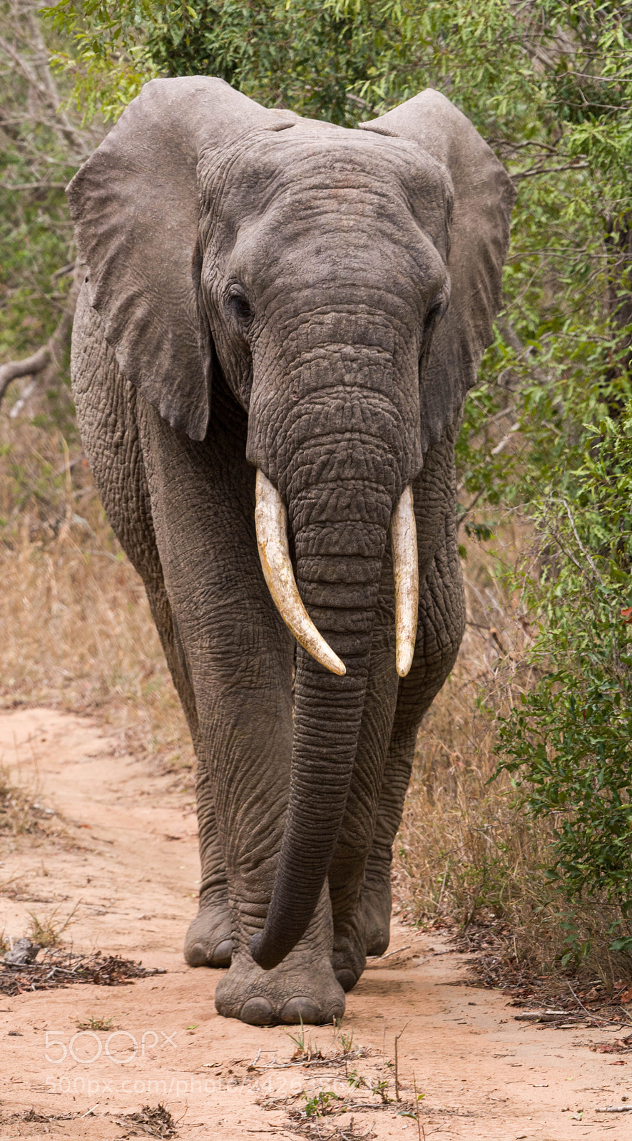 Nikon D7100 sample photo. Elephant on the move photography
