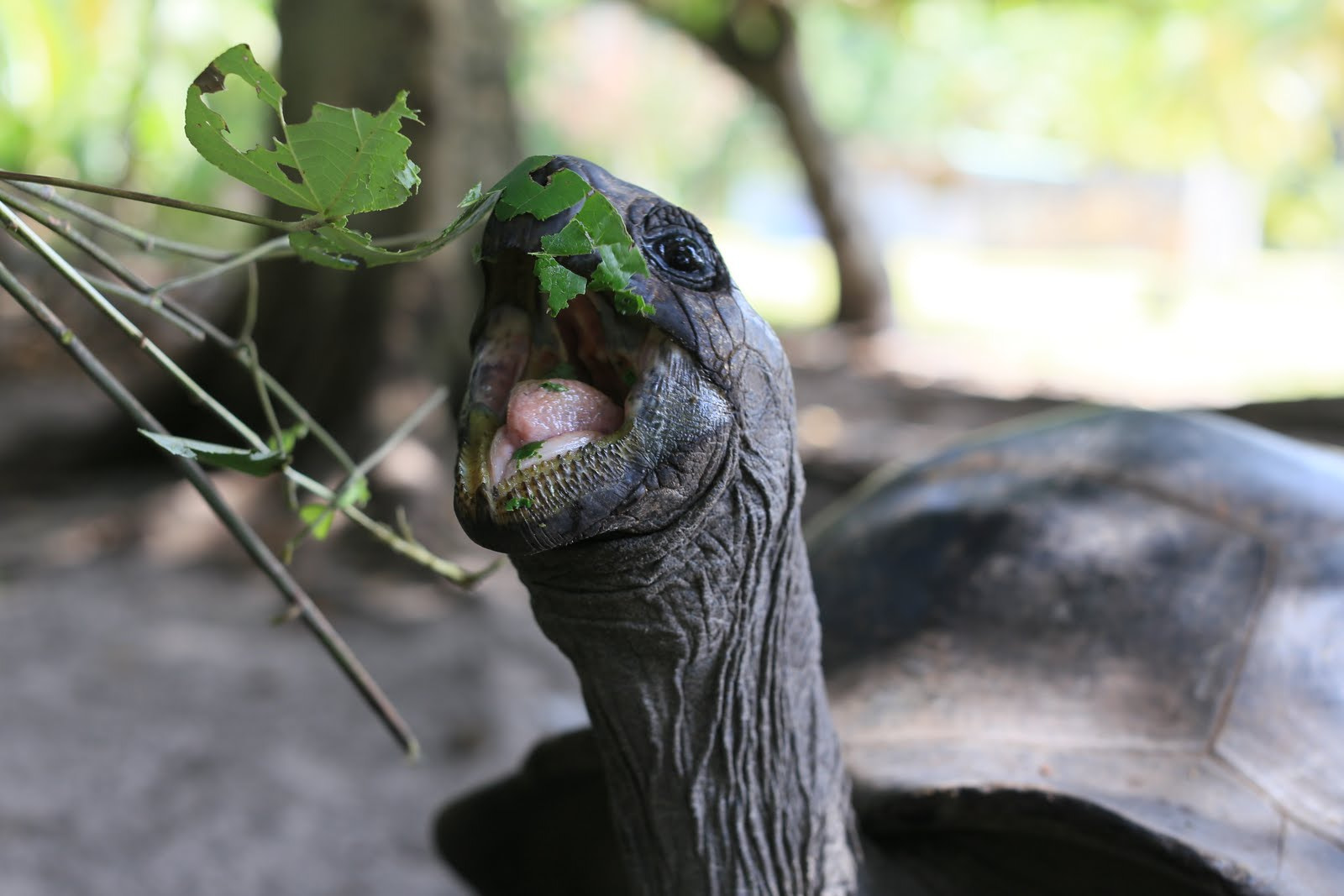 Canon EF 50mm F1.2L USM sample photo. Giant turtle photography