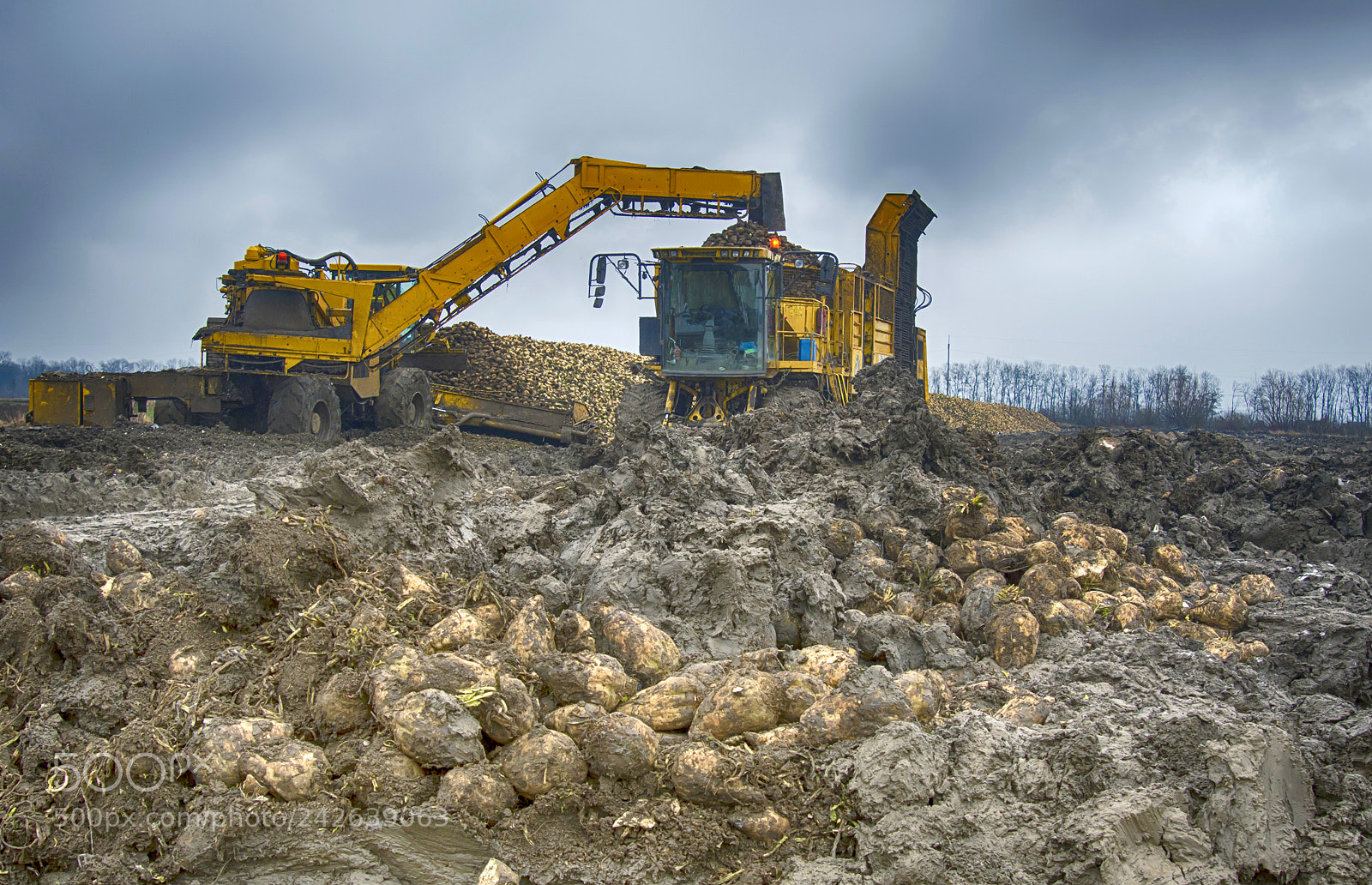 Nikon D500 sample photo. Harvesting sugar beets photography