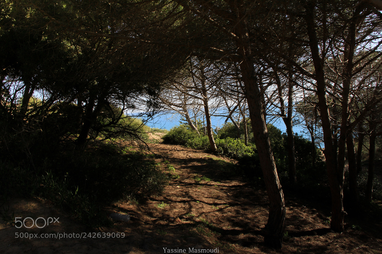 Canon EOS 60D sample photo. Tree photography