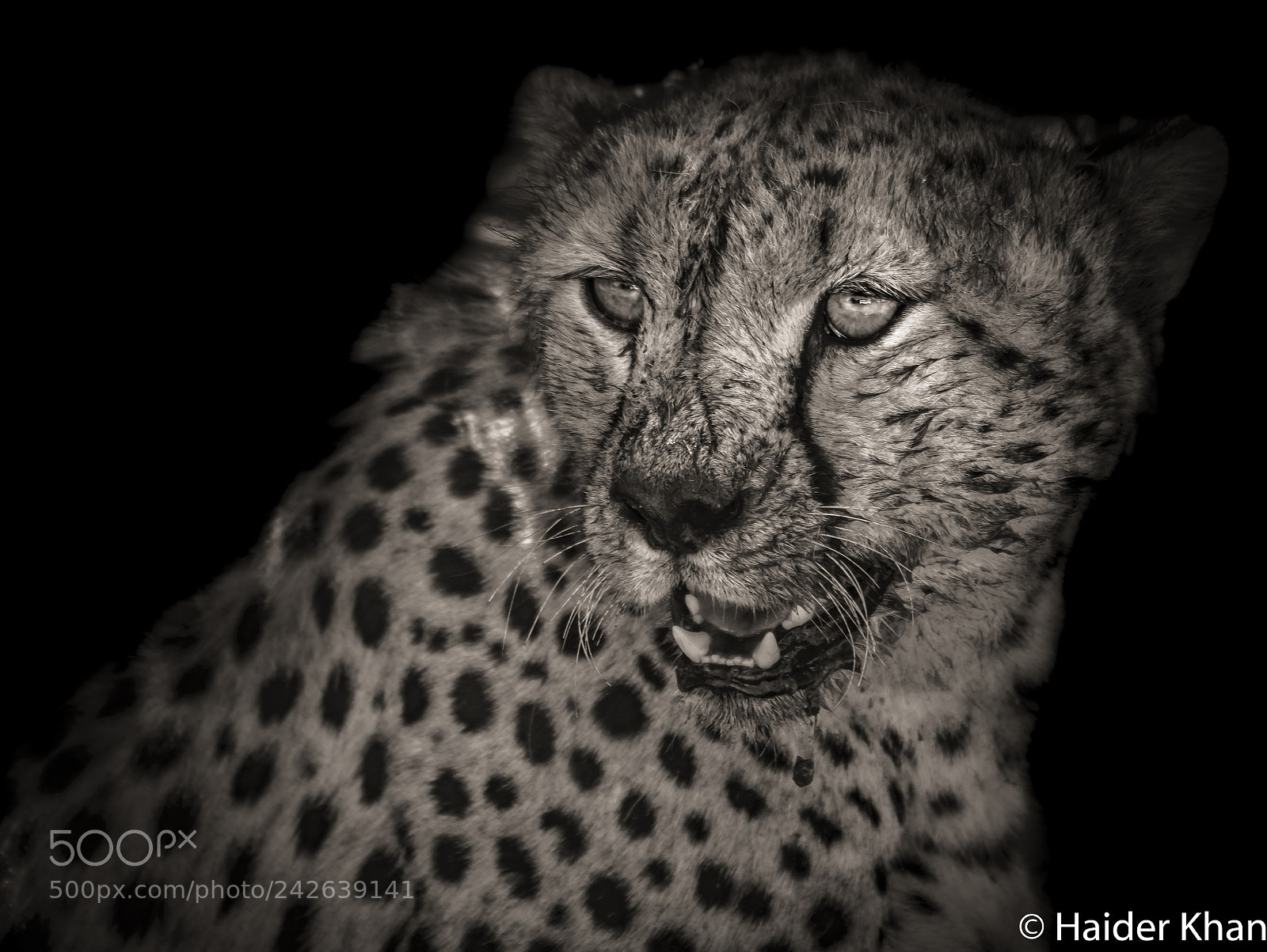 Nikon D7100 sample photo. Cheetah portrait photography