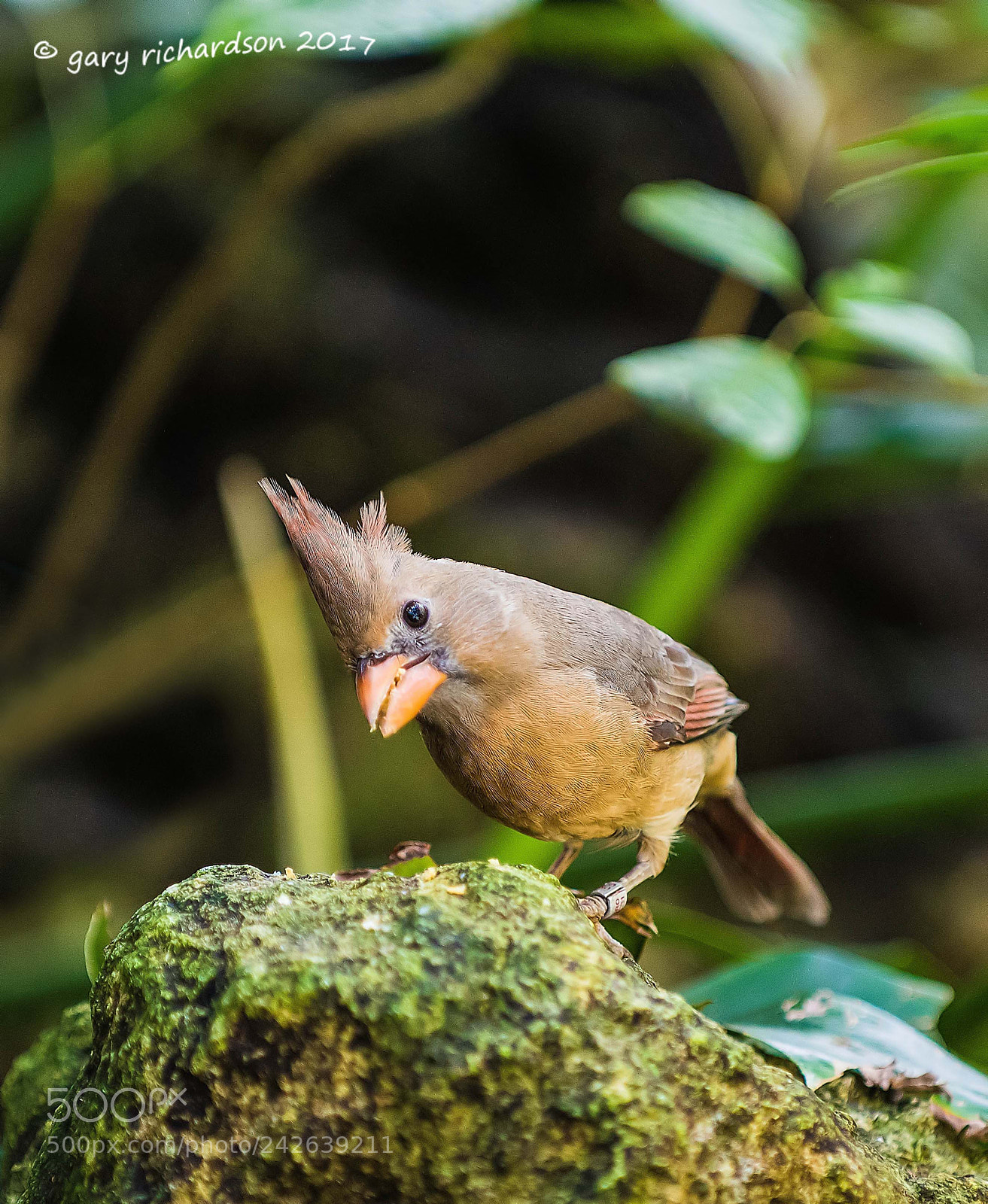 Nikon D810 sample photo. Northern cardinal mexico photography