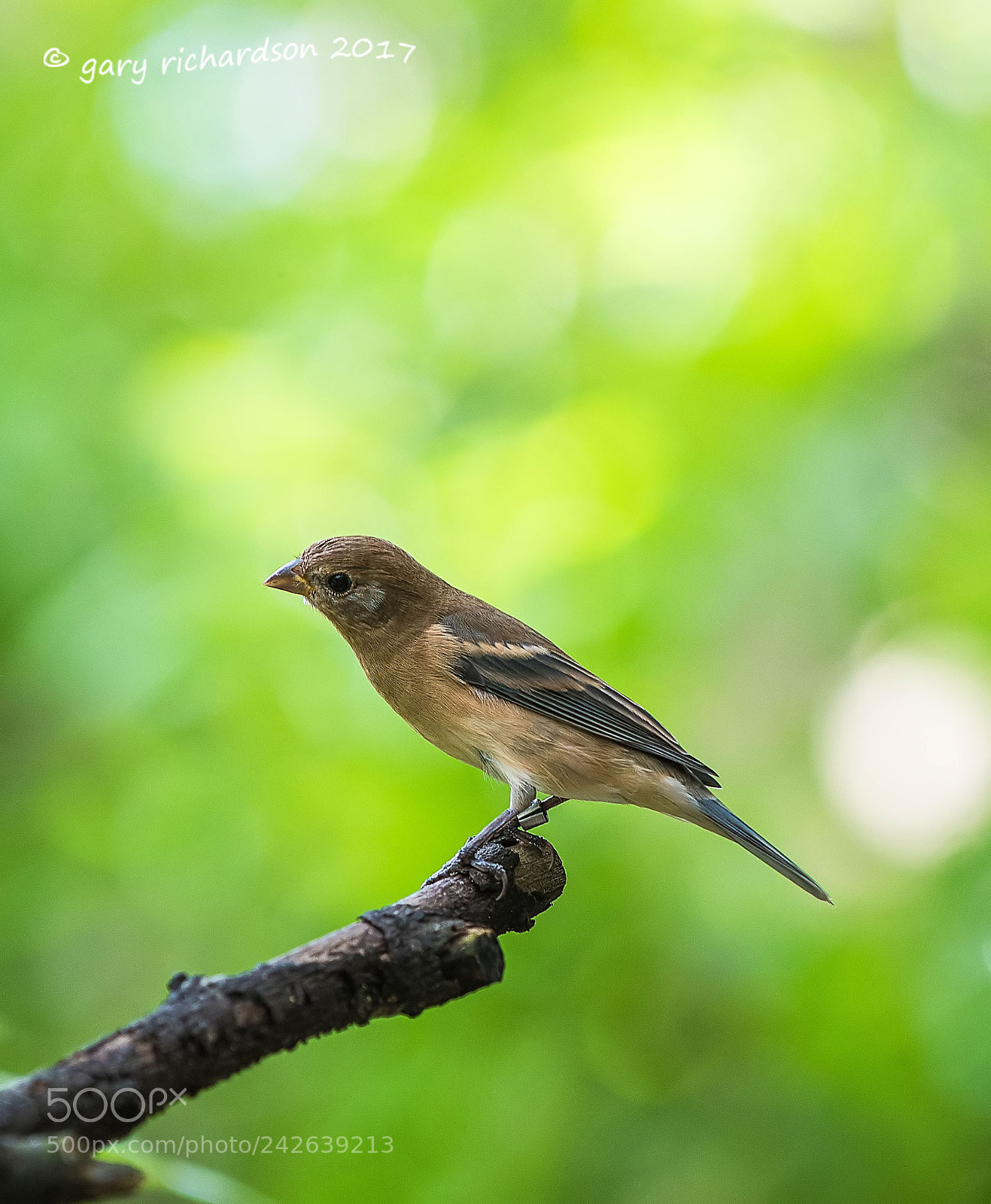 Nikon D810 sample photo. Lazuli bunting mexico photography