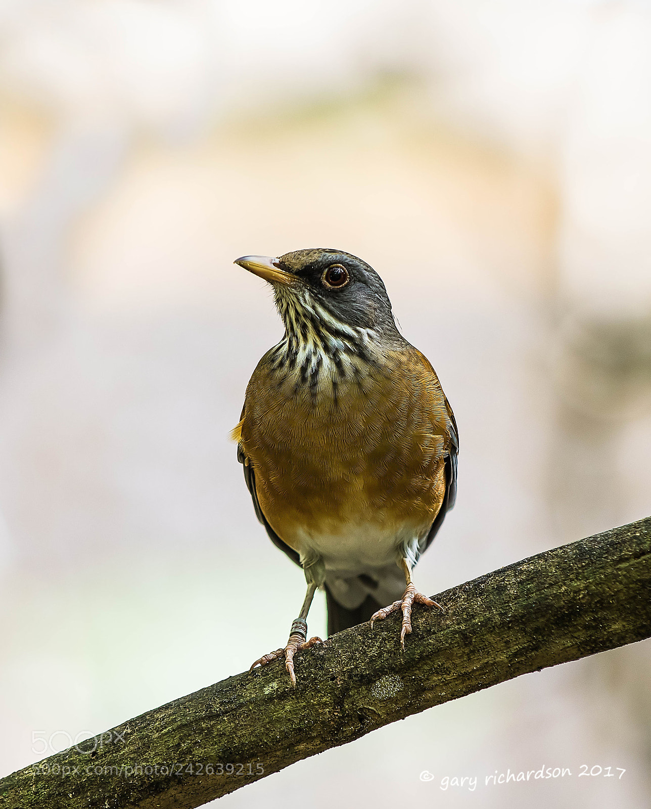Nikon D810 sample photo. Rufous backed thrush mexico photography