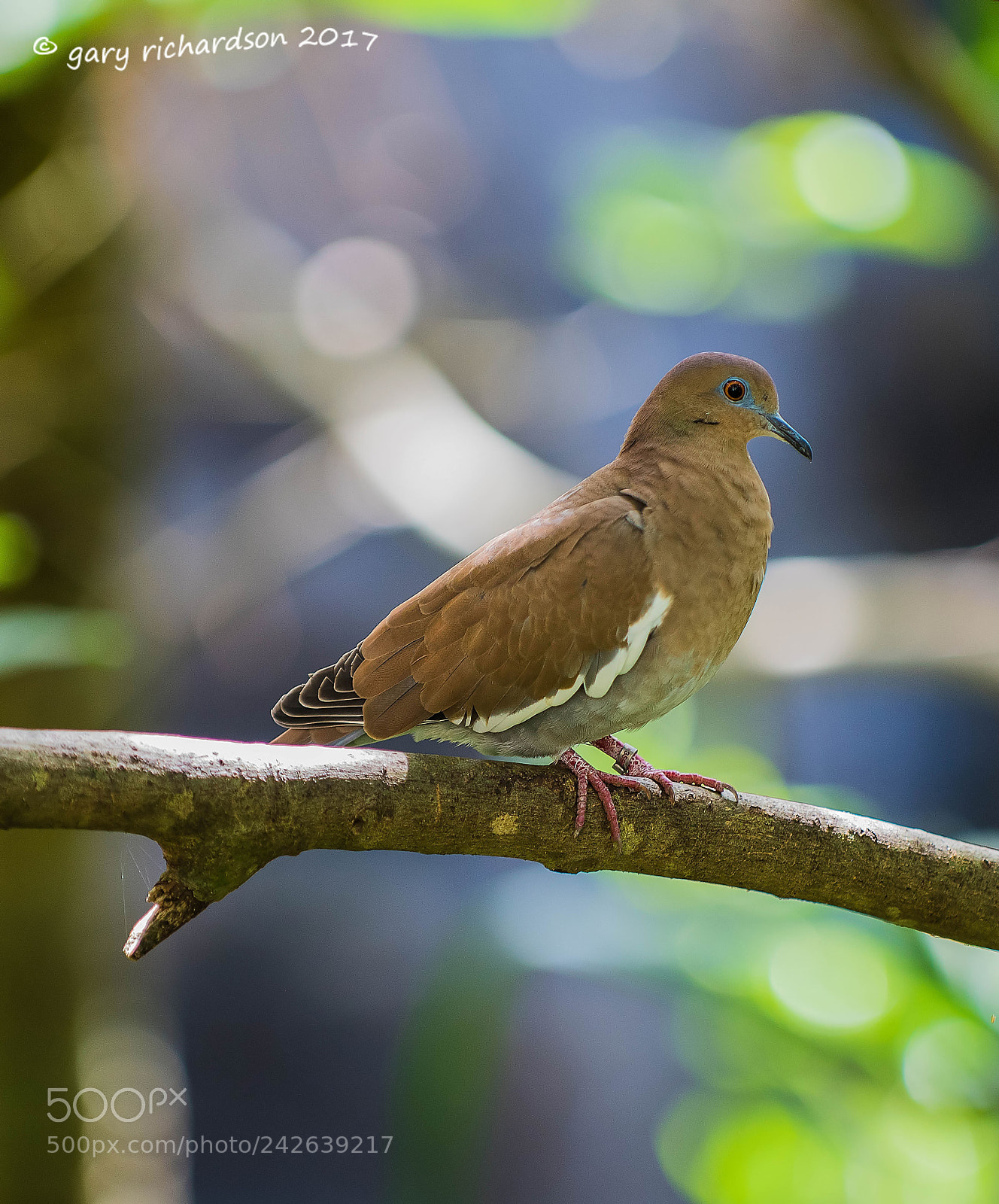 Nikon D810 sample photo. White winged dove mexico photography