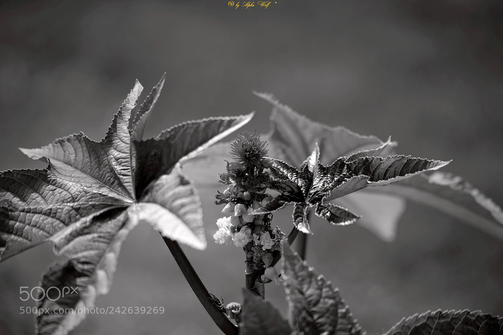 Pentax K-1 sample photo. Plant photography
