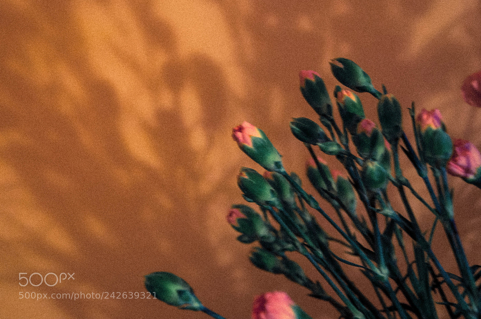 Nikon D90 sample photo. 15/365/2018 photography