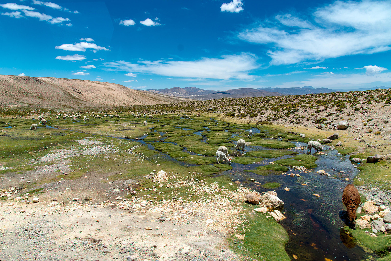 Nikon D800 sample photo. Lambs on altiplano photography