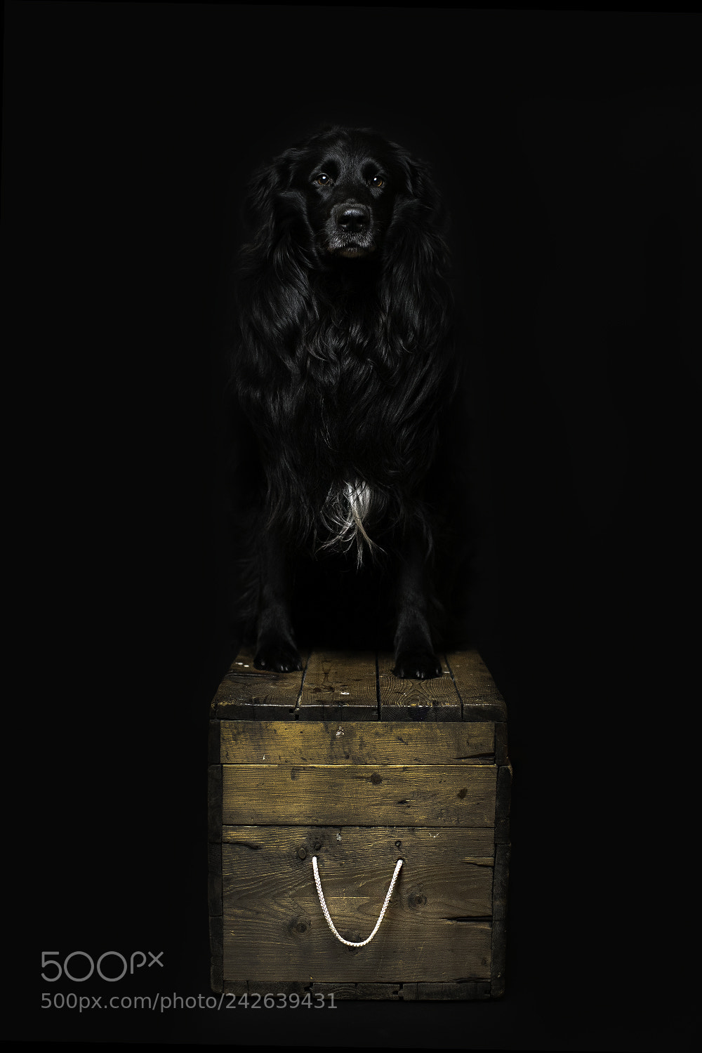 Canon EOS 5DS sample photo. This is olly number 2 photography