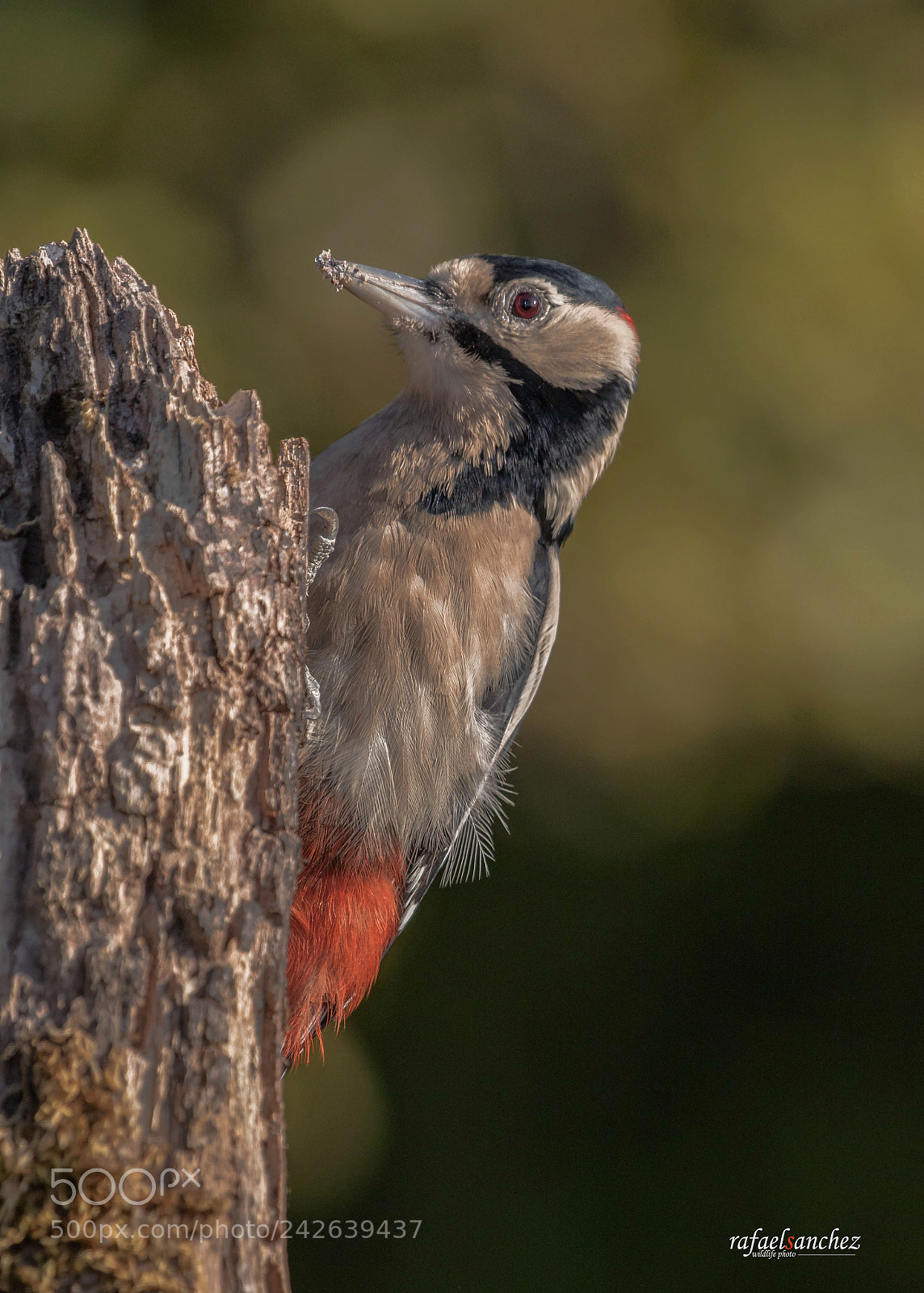 Canon EOS 7D Mark II sample photo. Pico picapinos - great photography