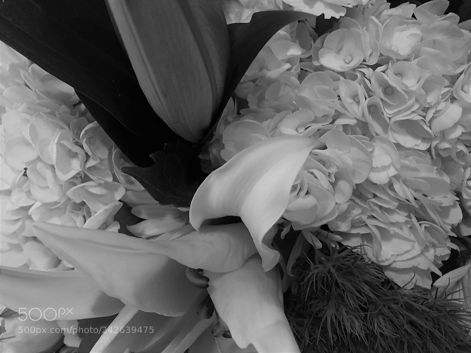 Apple iPhone 6 sample photo. Hydrangeas and lilies ~ photography