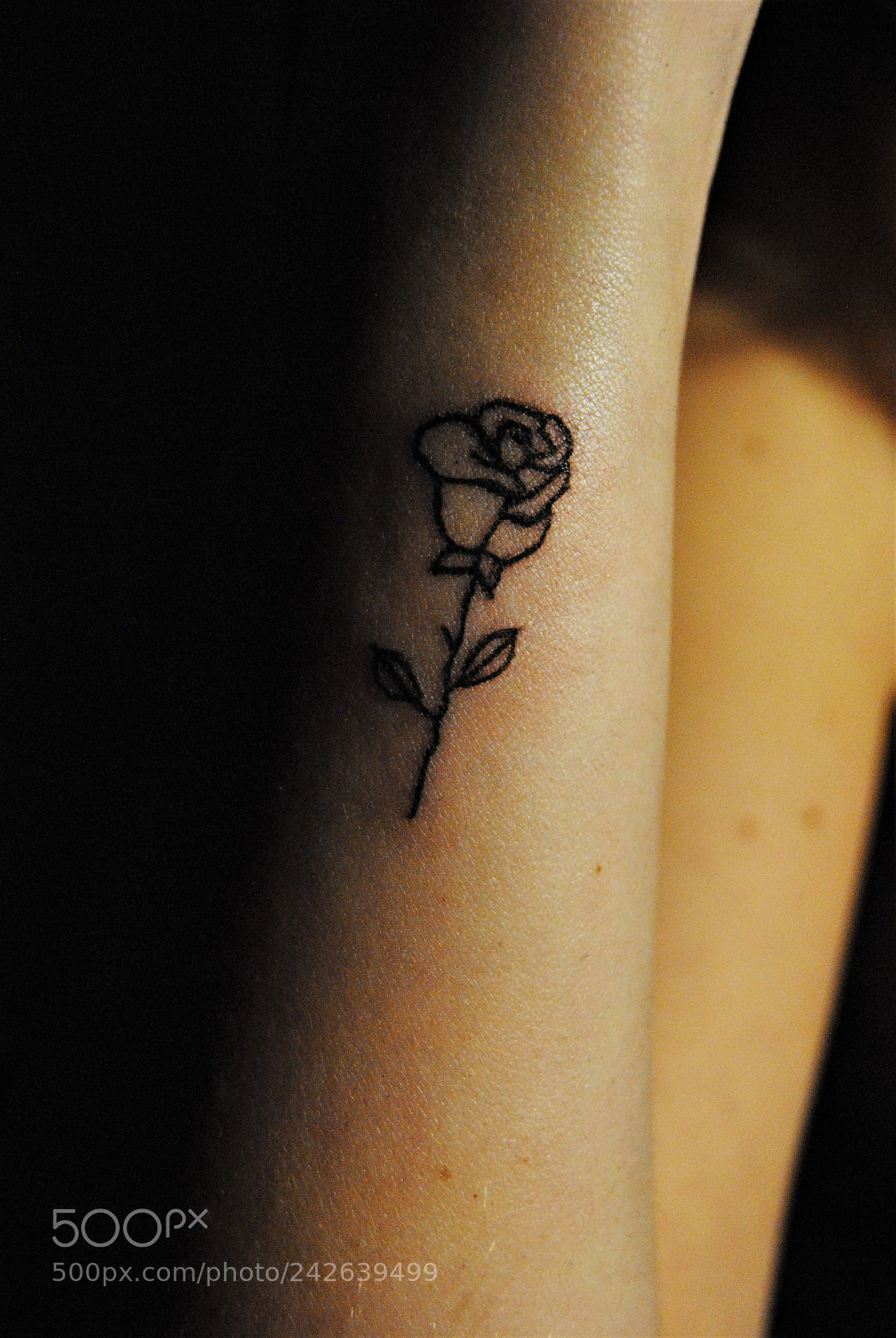 Nikon D3000 sample photo. Tiny rose ii photography
