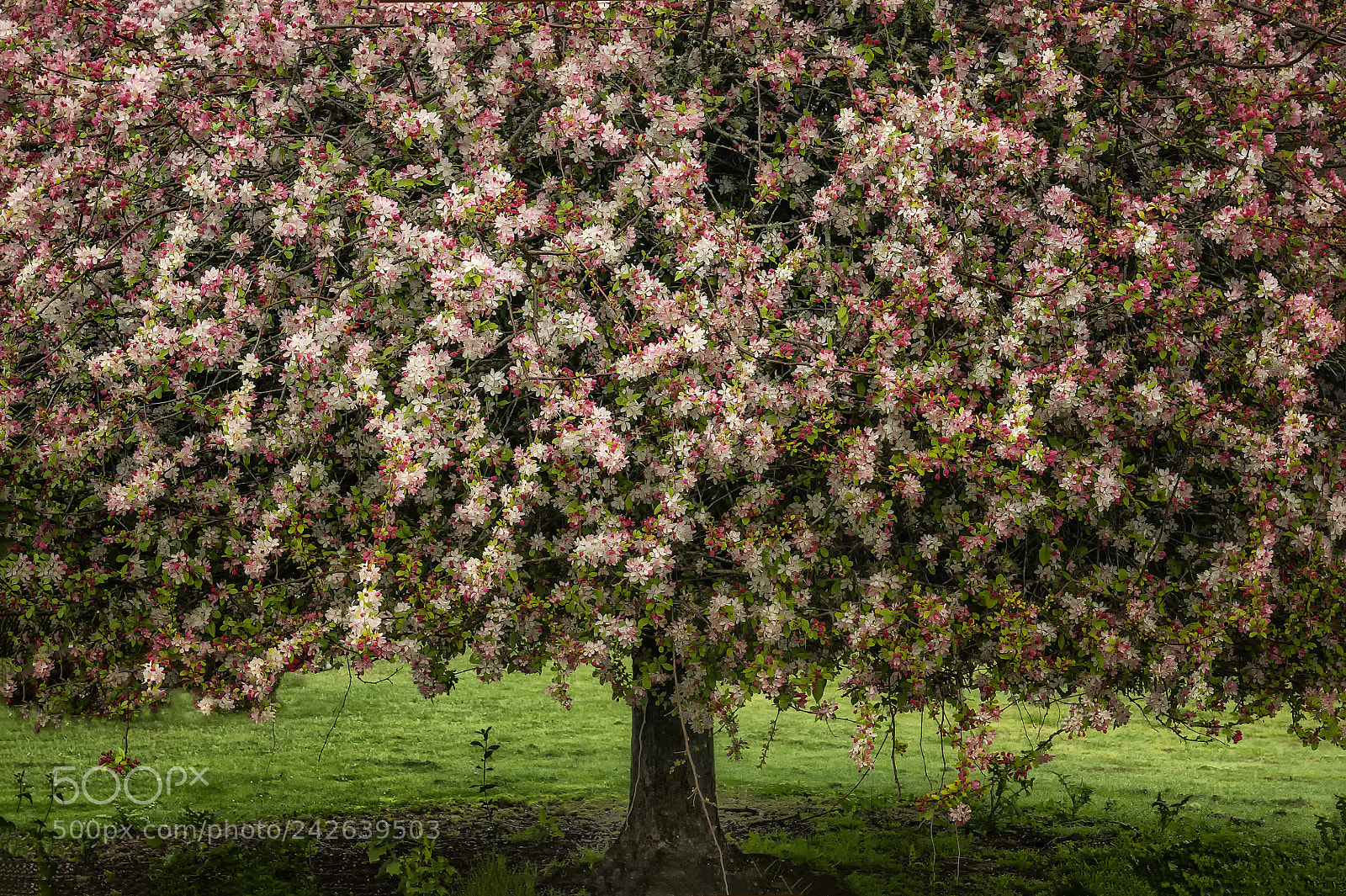 Nikon D700 sample photo. My neighbors crabapple tree photography