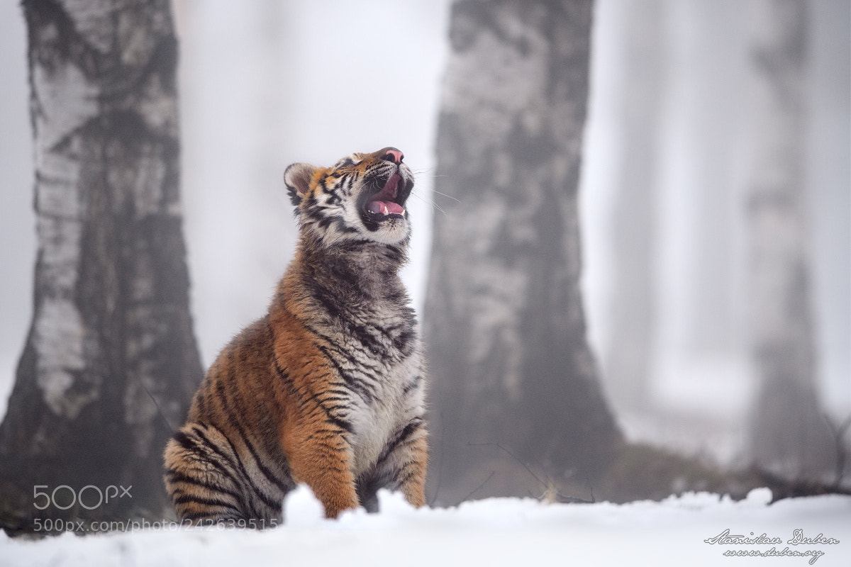 Nikon D850 sample photo. Roar photography