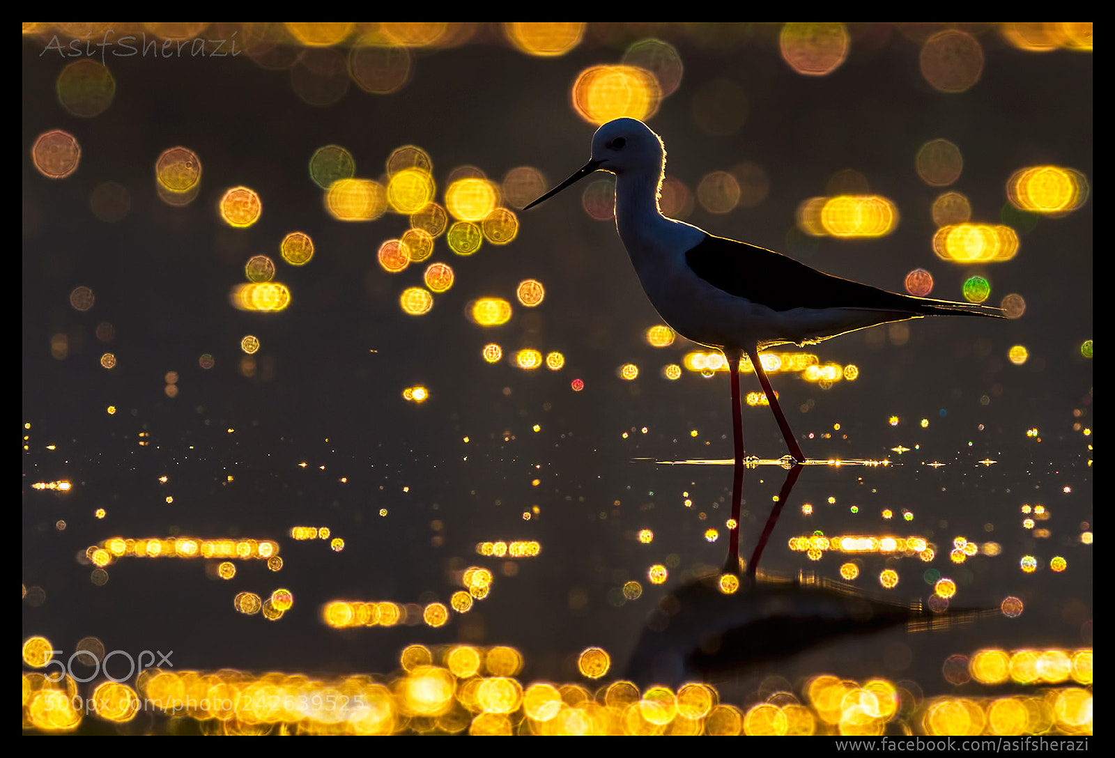 Nikon D4S sample photo. Beauty of the nature photography