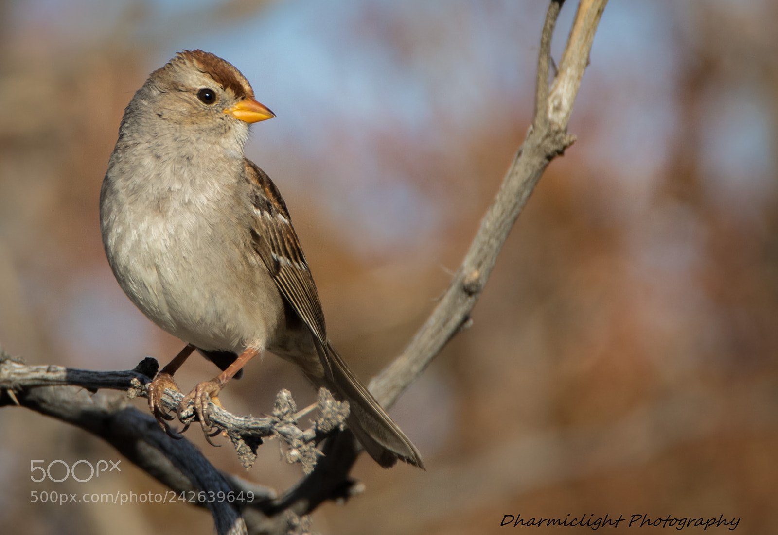 Canon EOS 7D Mark II sample photo. White crowned sparrow-juvenile photography