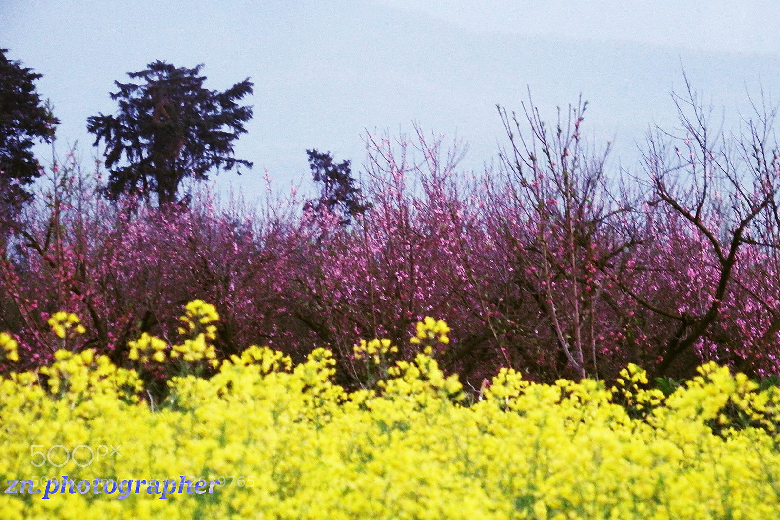 Fujifilm FinePix S1 sample photo. Spring photography