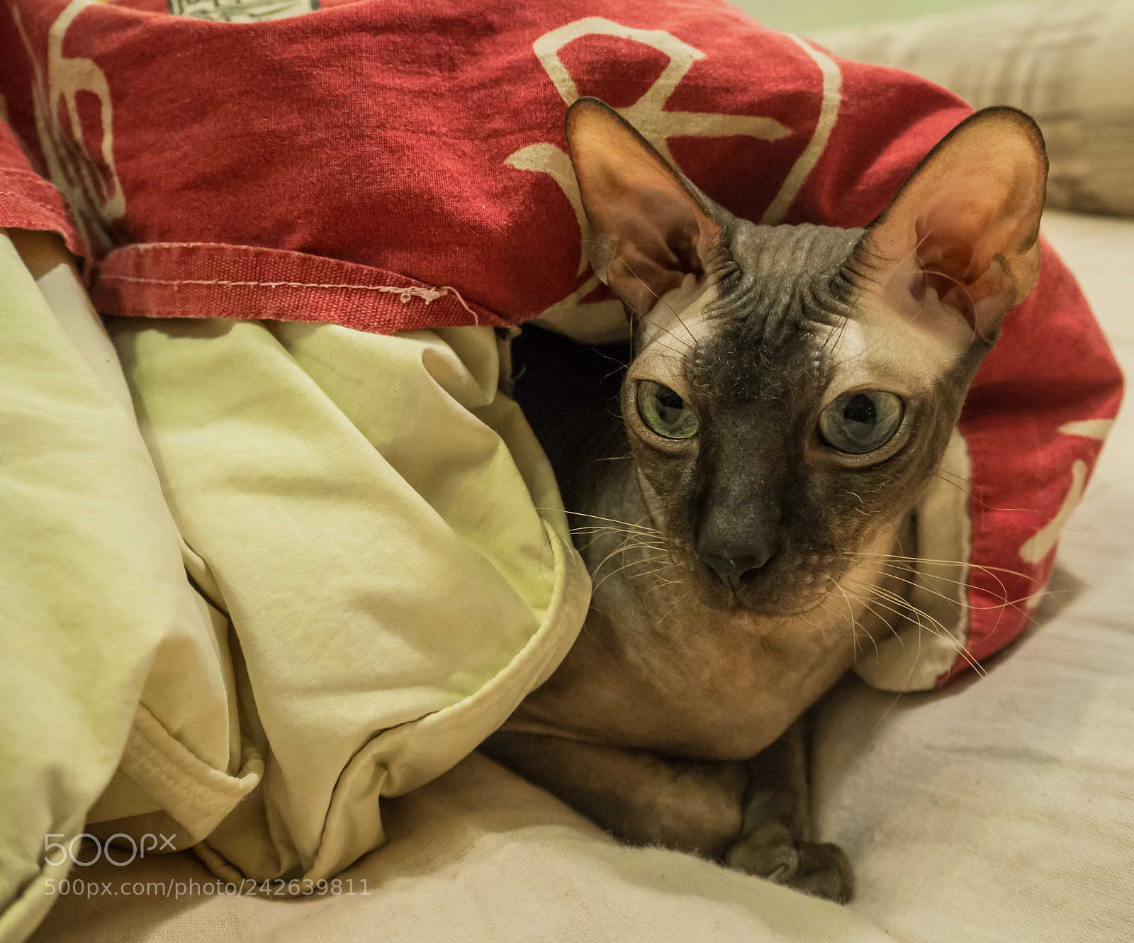 Olympus OM-D E-M10 II sample photo. Sphynx cat in russia photography