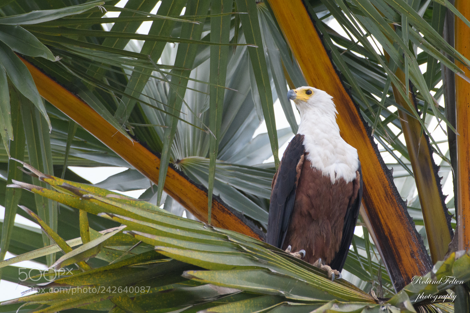 Nikon D500 sample photo. Eagle in a palm photography