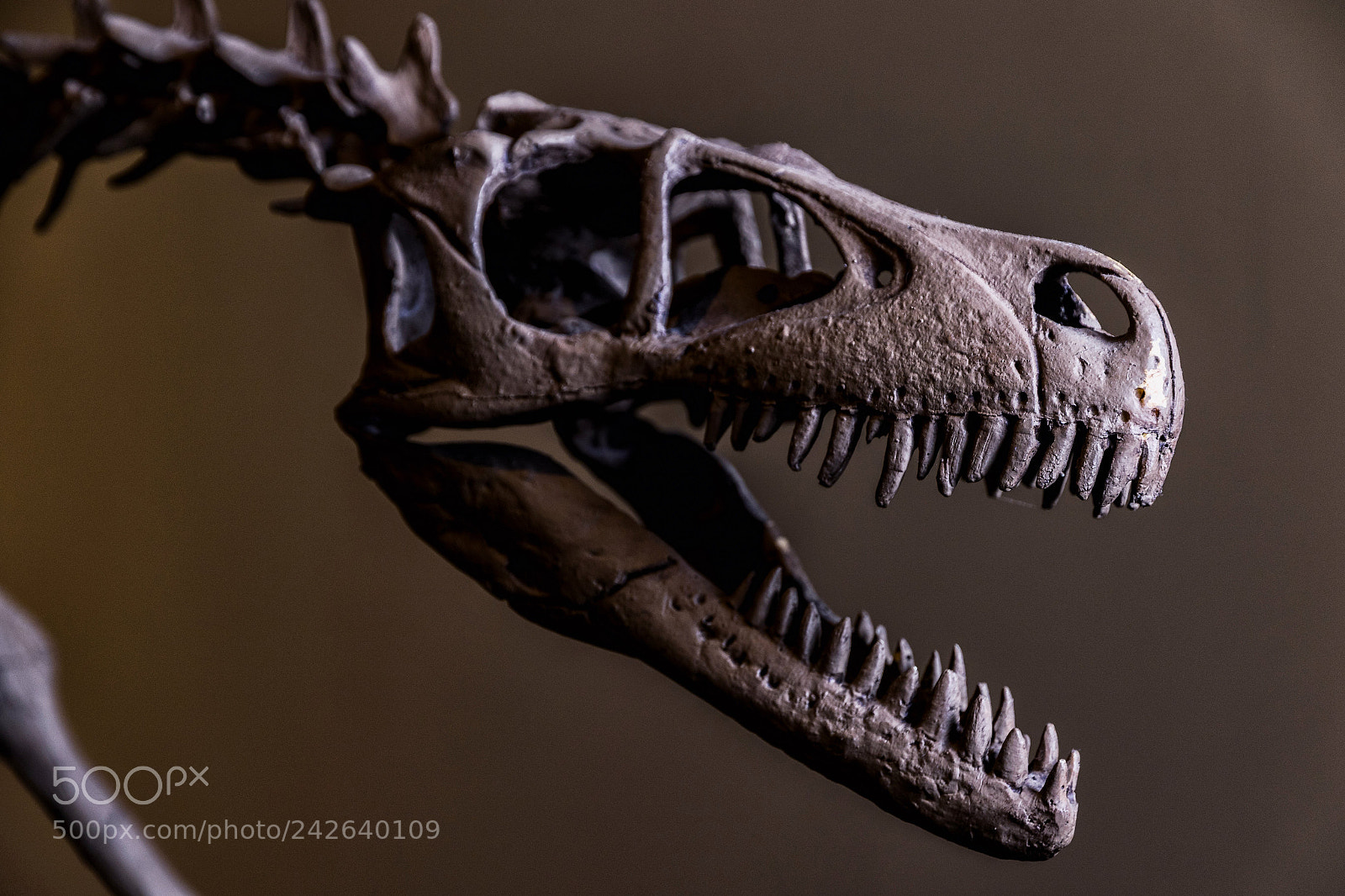 Canon EOS 7D Mark II sample photo. Alien photography