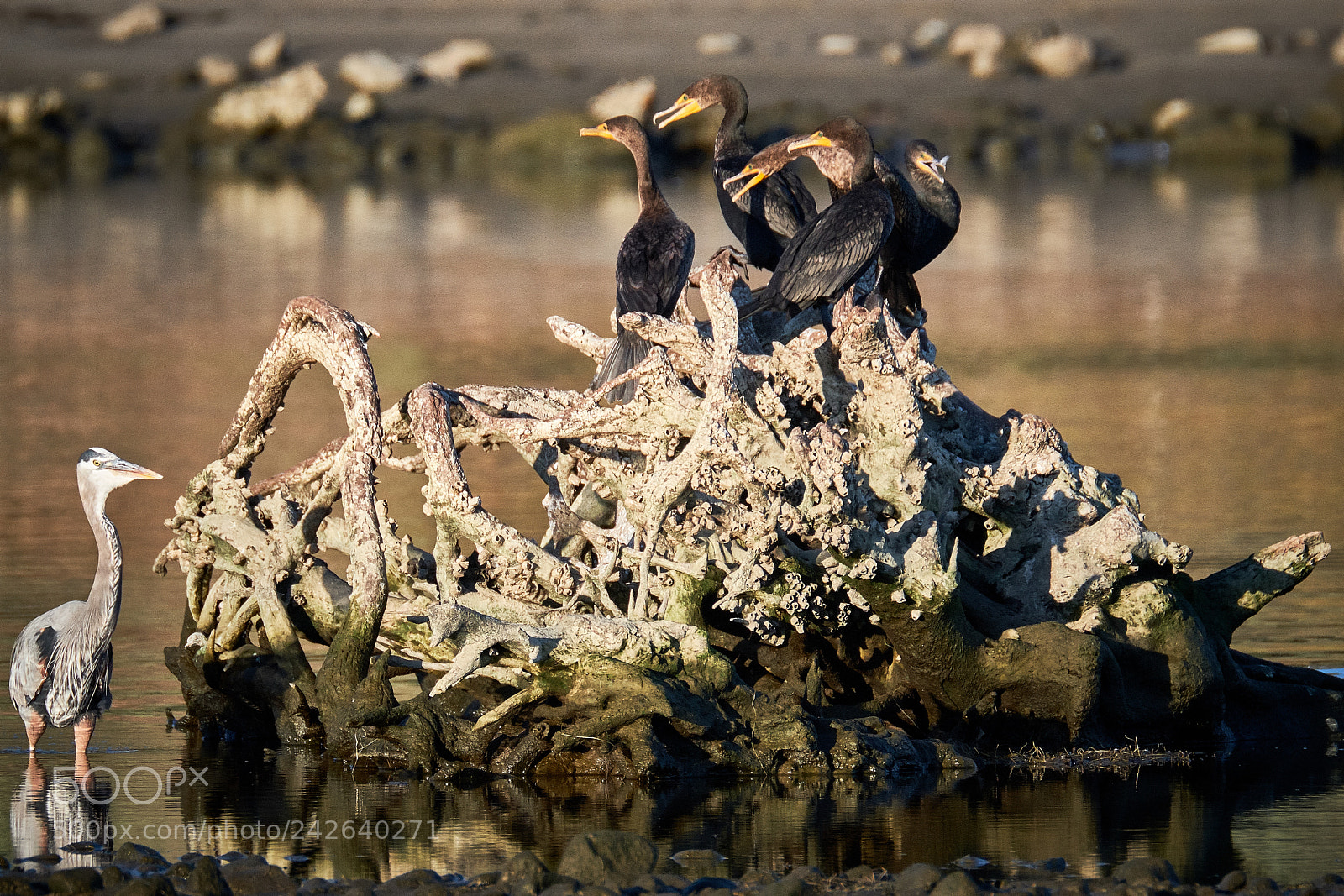 Fujifilm X-T2 sample photo. Malibu lagoon photography